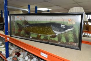 A LARGE TAXIDERMY TROPHY PIKE, naturistically mounted, in an ebonised glazed case 117cm x 41cm,