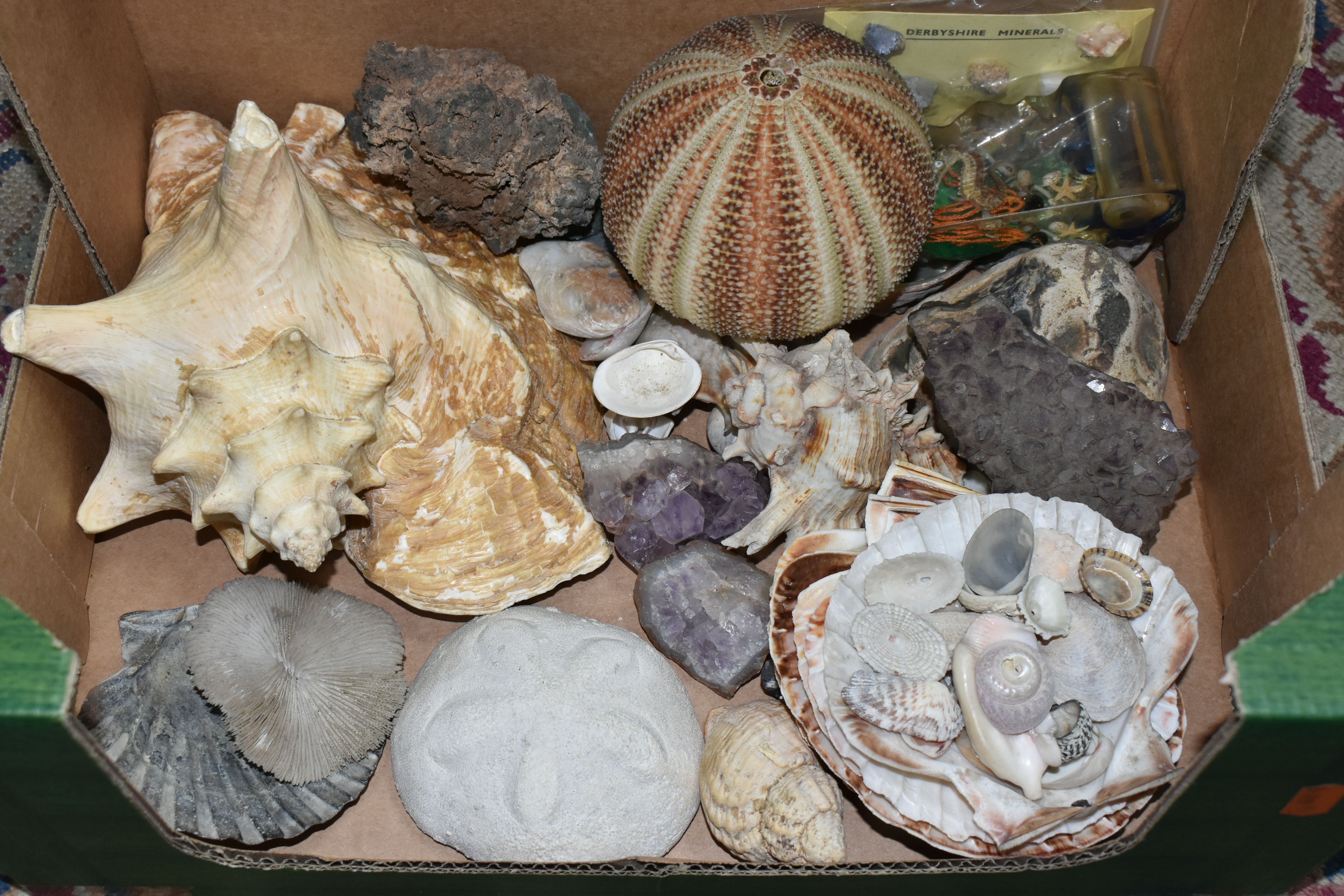 A BOX OF SEASHELLS, including a conch shell, scallop shells, together with a small quantity of