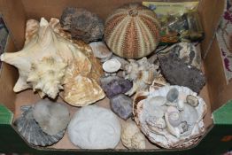 A BOX OF SEASHELLS, including a conch shell, scallop shells, together with a small quantity of