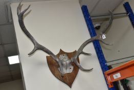A MOUNTED SET OF RED DEER ANTLERS, eight points on a wooden shield shaped mount (1) (Condition