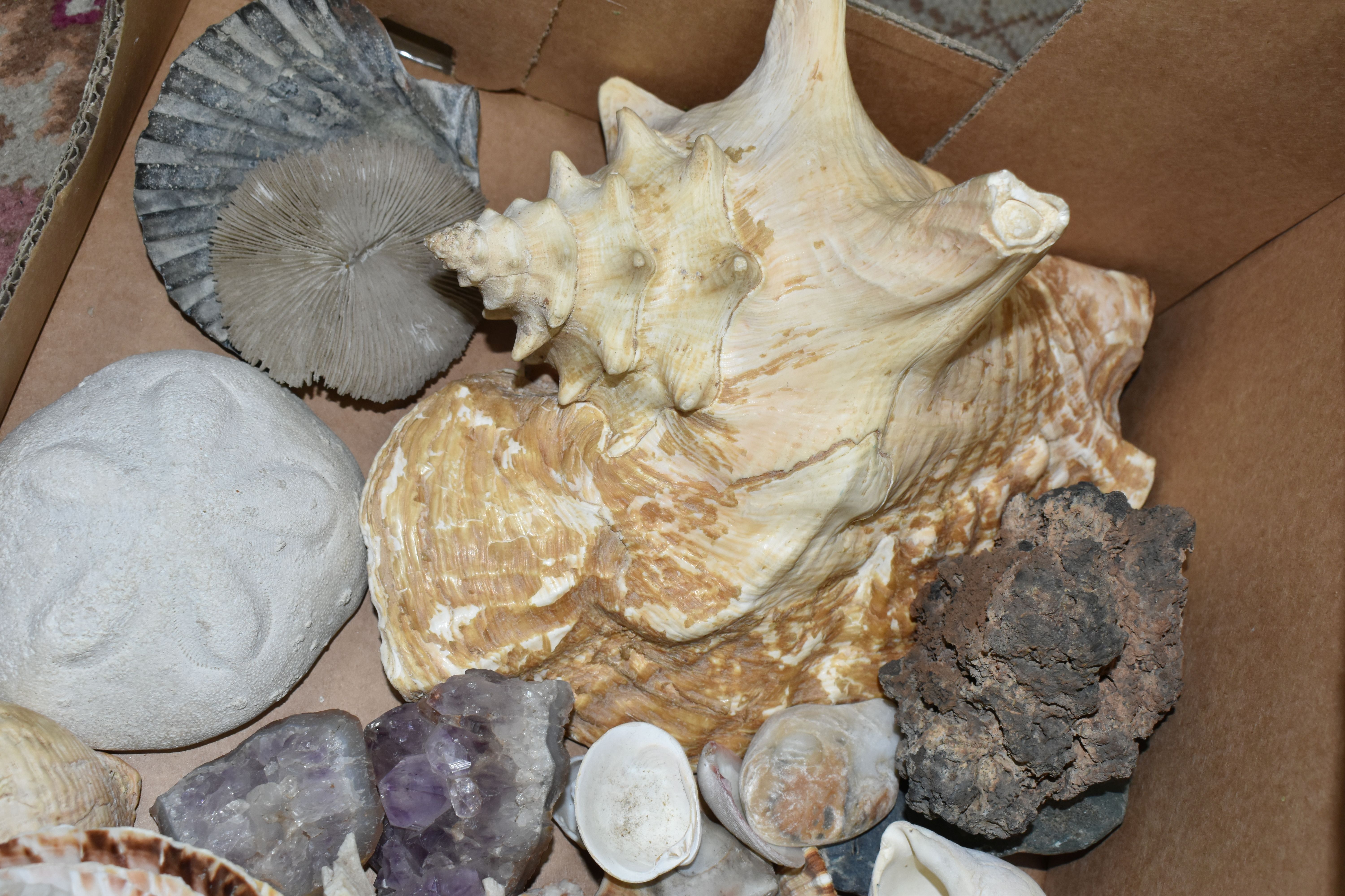 A BOX OF SEASHELLS, including a conch shell, scallop shells, together with a small quantity of - Image 2 of 3