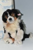 A STEIFF LIMITED EDITION 'AUSTRALIAN SHEPHERD' DOG, with box, tricoloured alpaca 'fur', jointed with