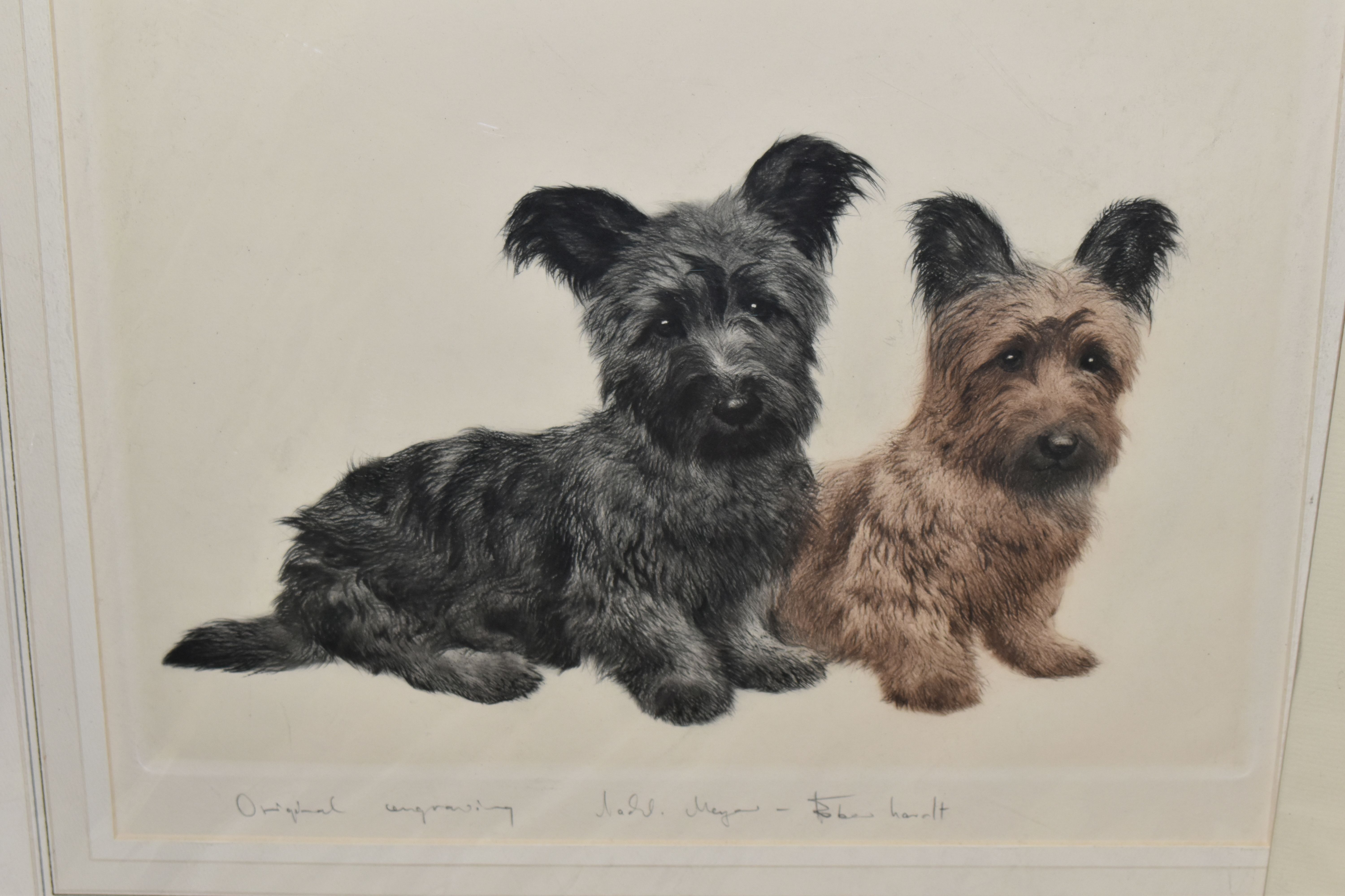 KURT MEYER-EBERHARDT (GERMAN 1895-1977) THREE ENGRAVING PRINTS OF SMALL DOGS, comprising two Skye - Image 3 of 4