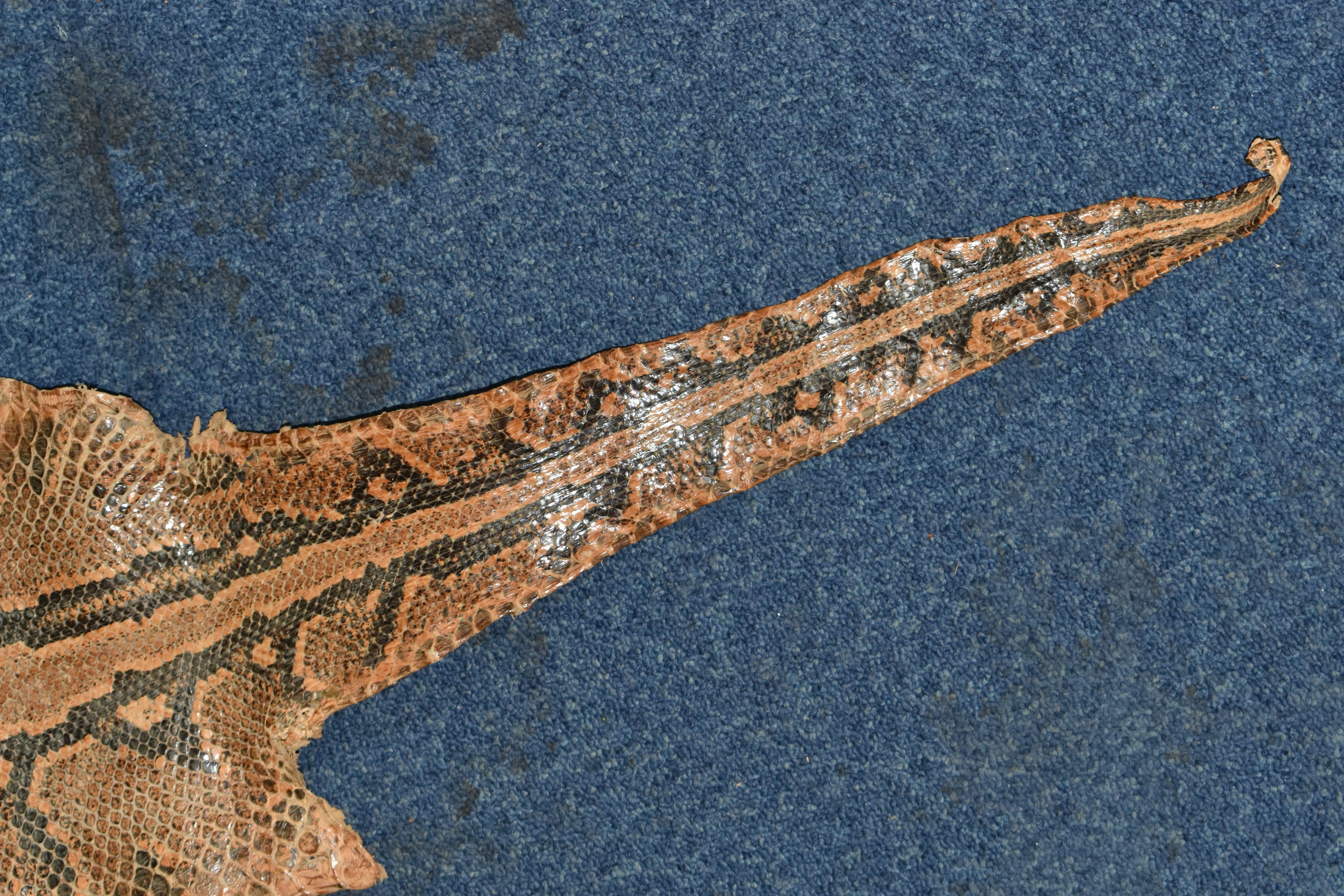 A ROLLED SNAKE SKIN, possibly a python, length approximately 310cm in length and 50cm in width ( - Image 3 of 13