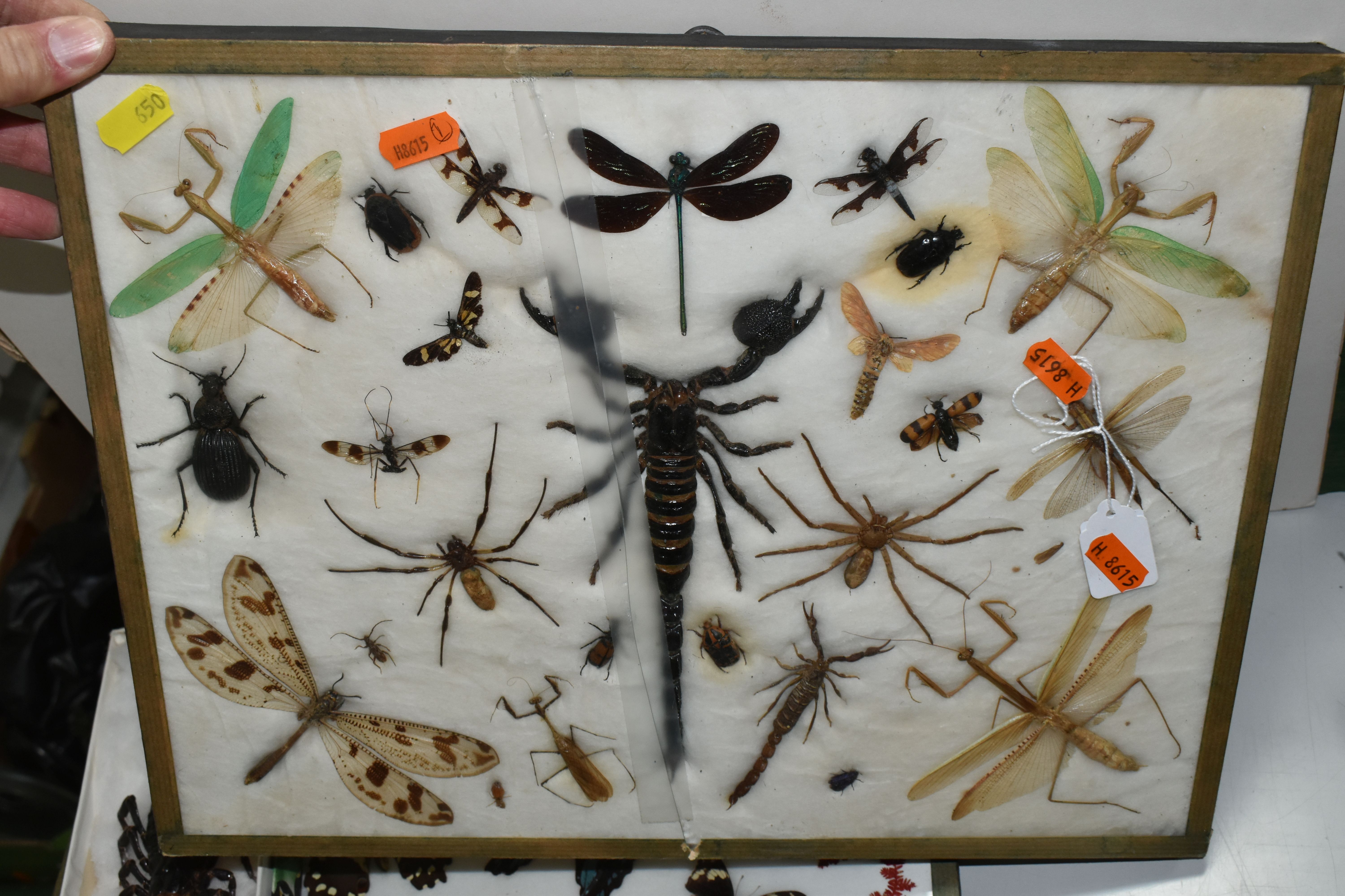 TWO EARLY 20TH CENTURY GLAZED AND FRAMED CASES OF ENTEMOLOGY, specimens comprising praying mantis, - Image 3 of 6