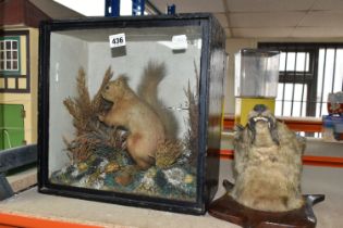 A TAXIDERMY SQUIRREL IN NATURAL SETTING AND MOUNTED FOX HEAD, squirrel in box sat on log