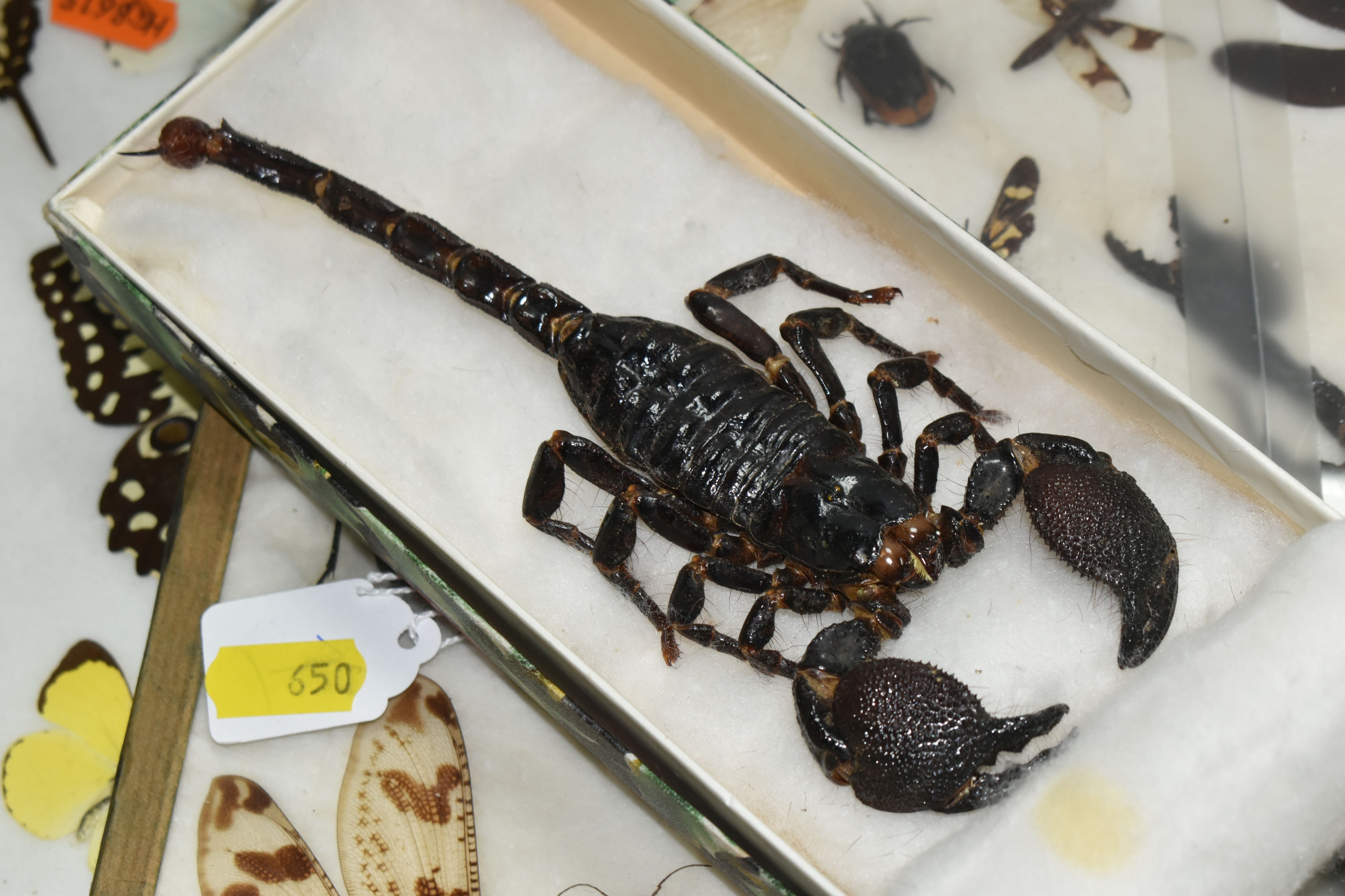 TWO EARLY 20TH CENTURY GLAZED AND FRAMED CASES OF ENTEMOLOGY, specimens comprising praying mantis, - Image 2 of 6