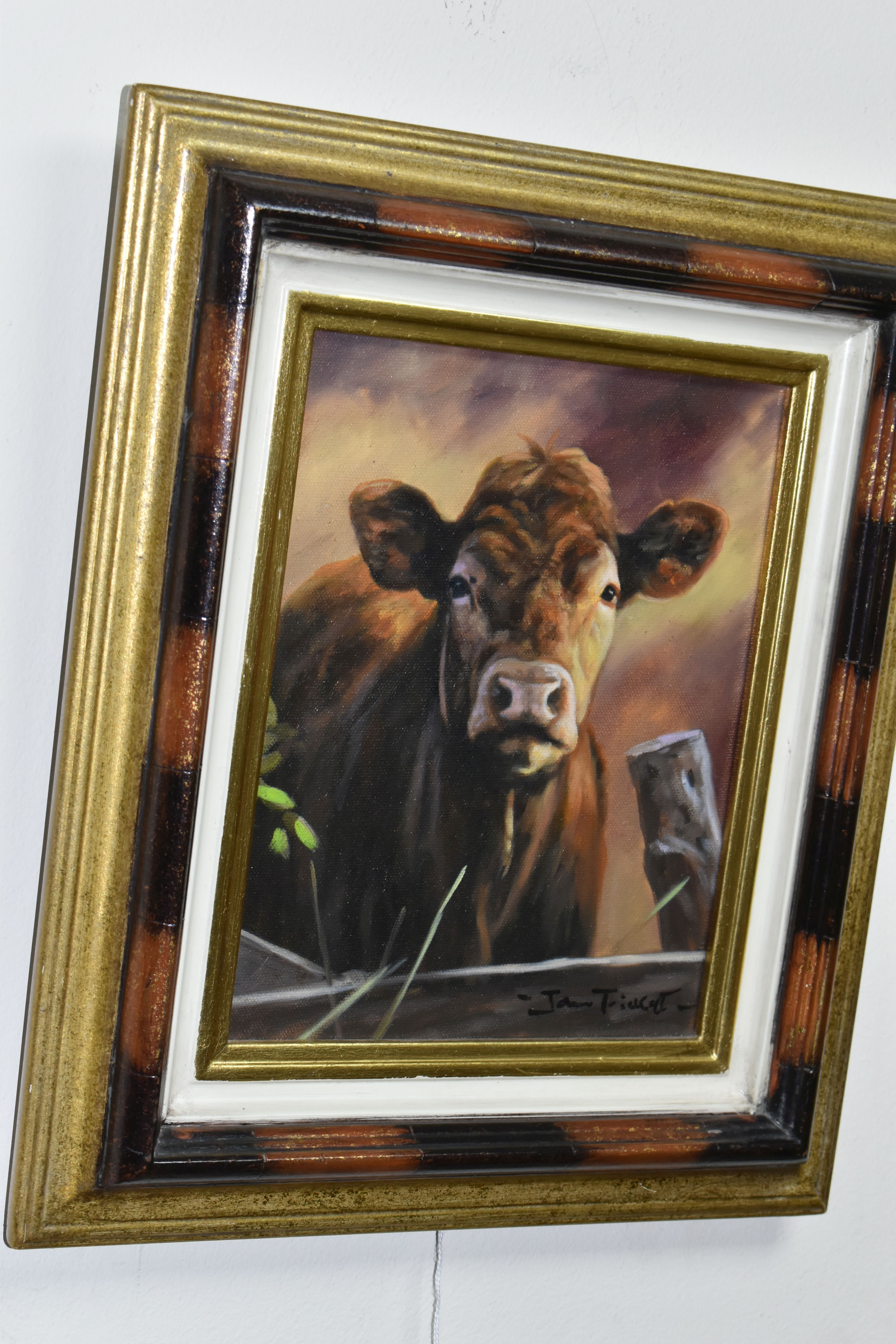 JOHN TRICKETT (BRITISH 1951) PORTRAIT OF A BROWN COW, signed bottom right, oil on canvas, - Image 2 of 3