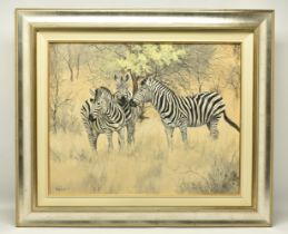 TED HOEFSLOOT (1930-2013) 'ZEBRA AND YELLOW THORN', three Zebra are standing in an African