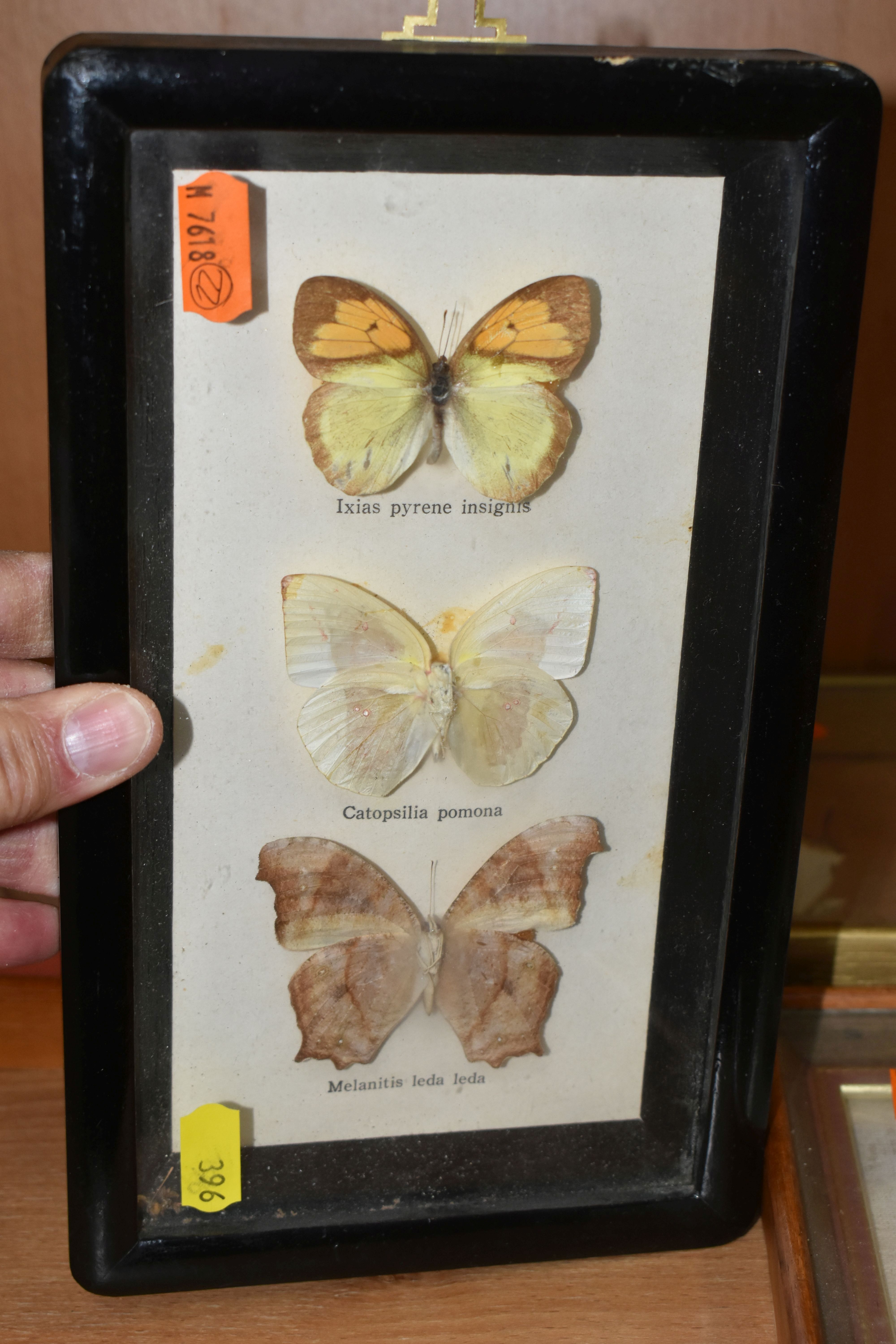 ENTOMOLOGY: five glazed and framed butterfly and moth specimens, largest 27cm x20cm (case and - Bild 5 aus 7