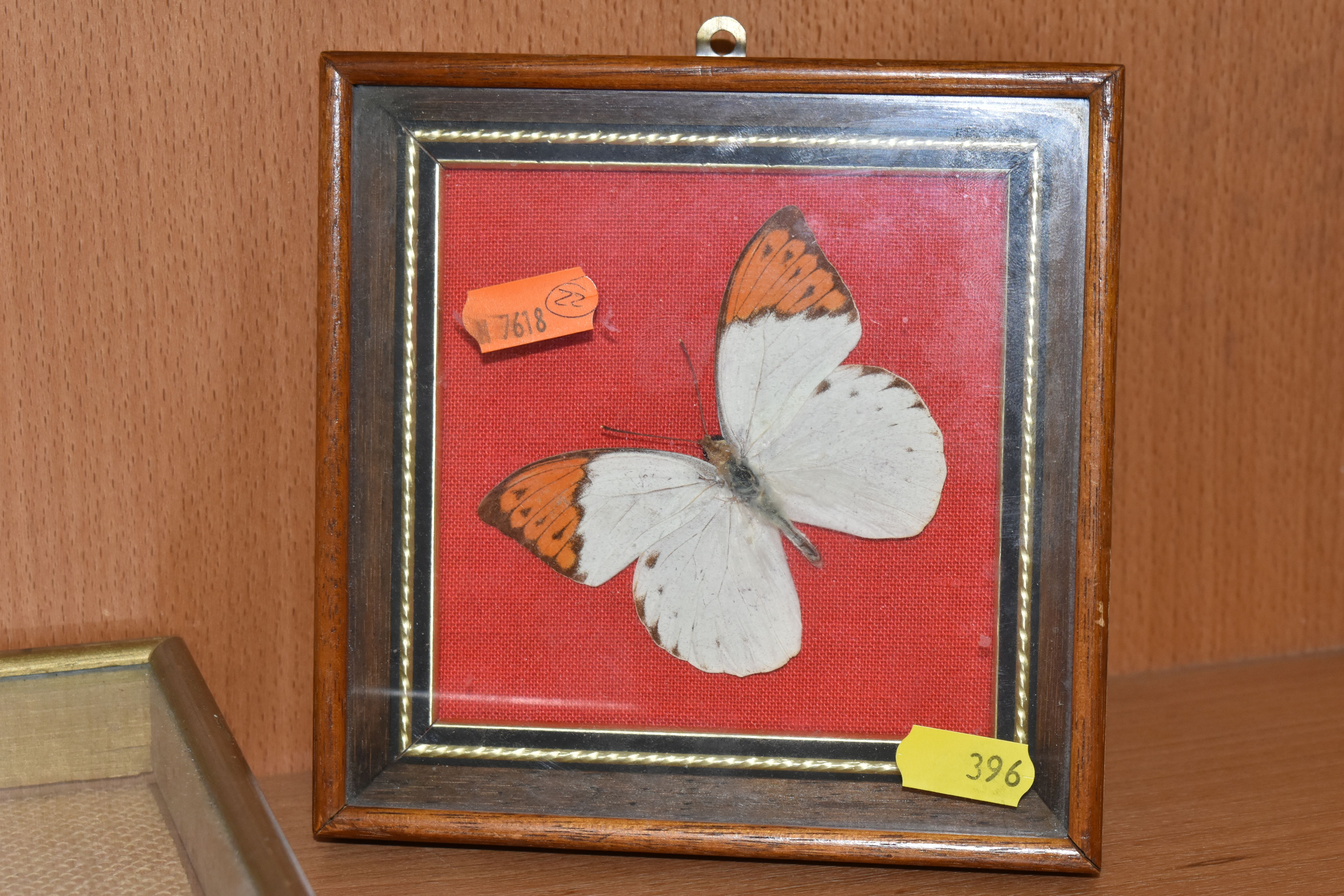 ENTOMOLOGY: five glazed and framed butterfly and moth specimens, largest 27cm x20cm (case and - Bild 3 aus 7