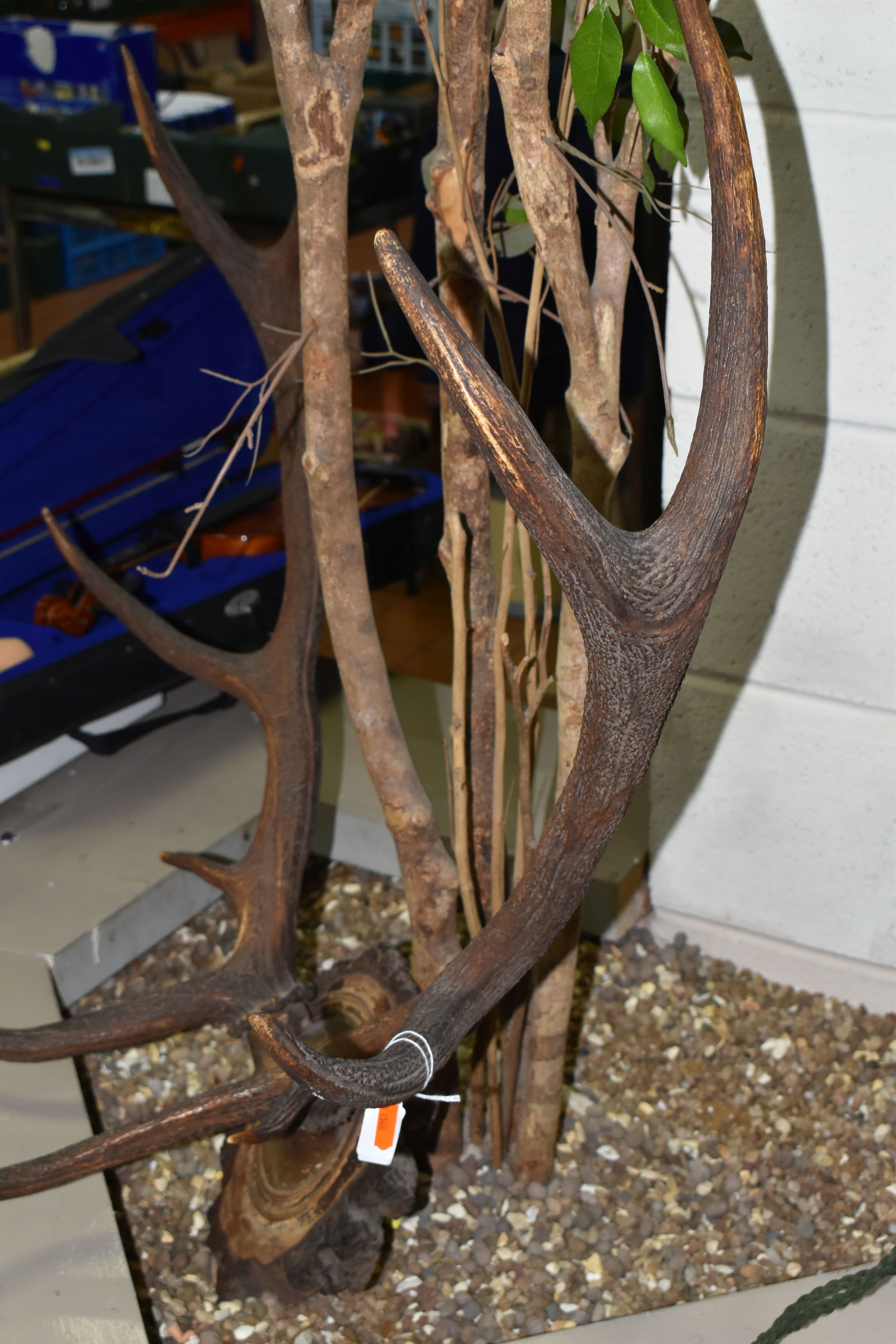 A MOUNTED SET OF RED DEER ANTLERS, mounted on a natural wooden setting, ten points attached to - Image 3 of 5