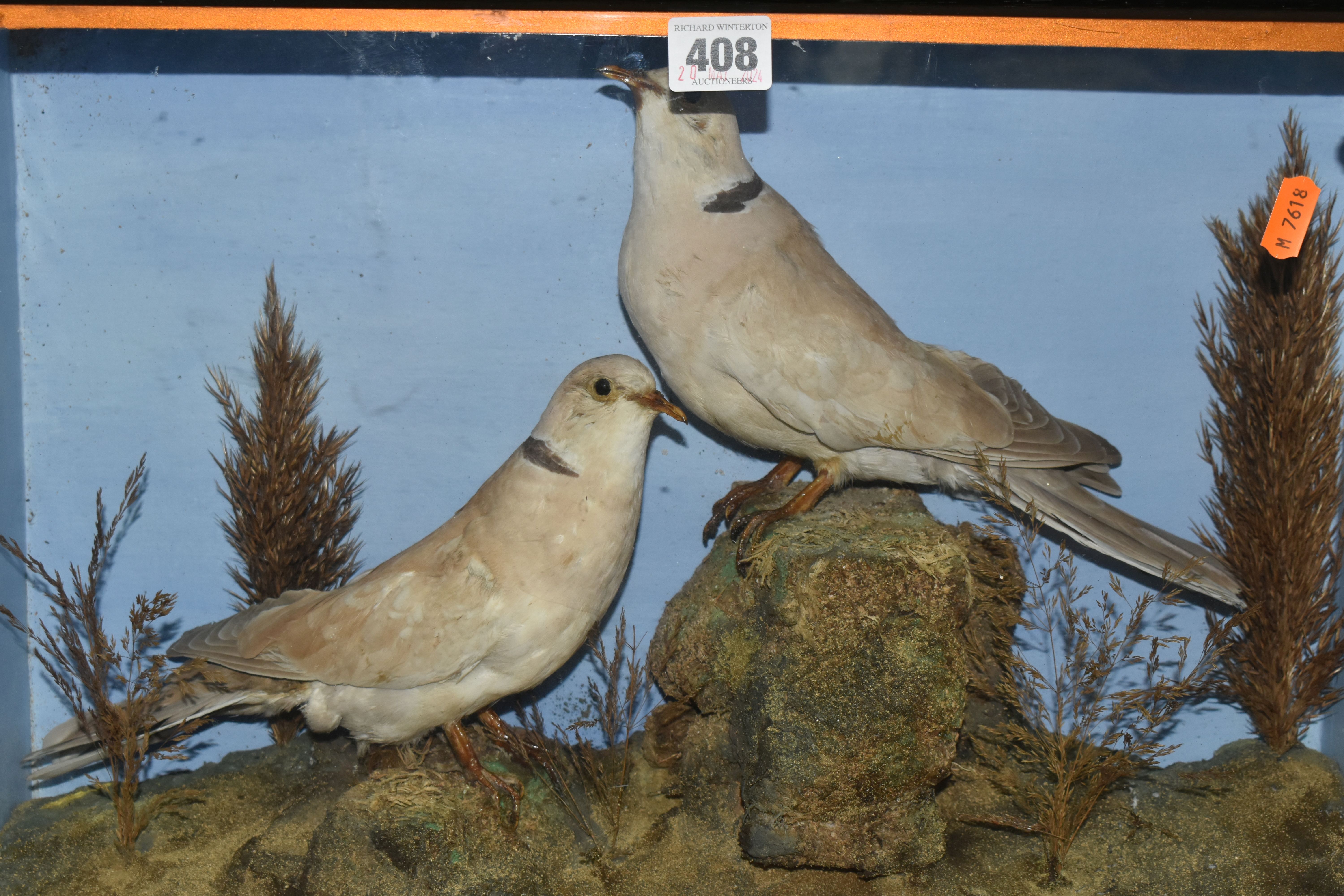 TWO TAXIDERMY DOVES IN A DISPLAY CASE, featuring rock and foliage scene with two ring necked doves - Image 2 of 4