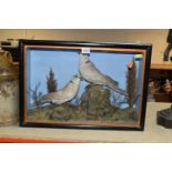 TWO TAXIDERMY DOVES IN A DISPLAY CASE, featuring rock and foliage scene with two ring necked doves