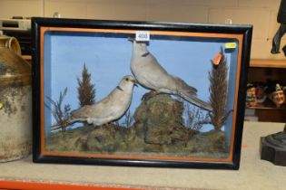TWO TAXIDERMY DOVES IN A DISPLAY CASE, featuring rock and foliage scene with two ring necked doves