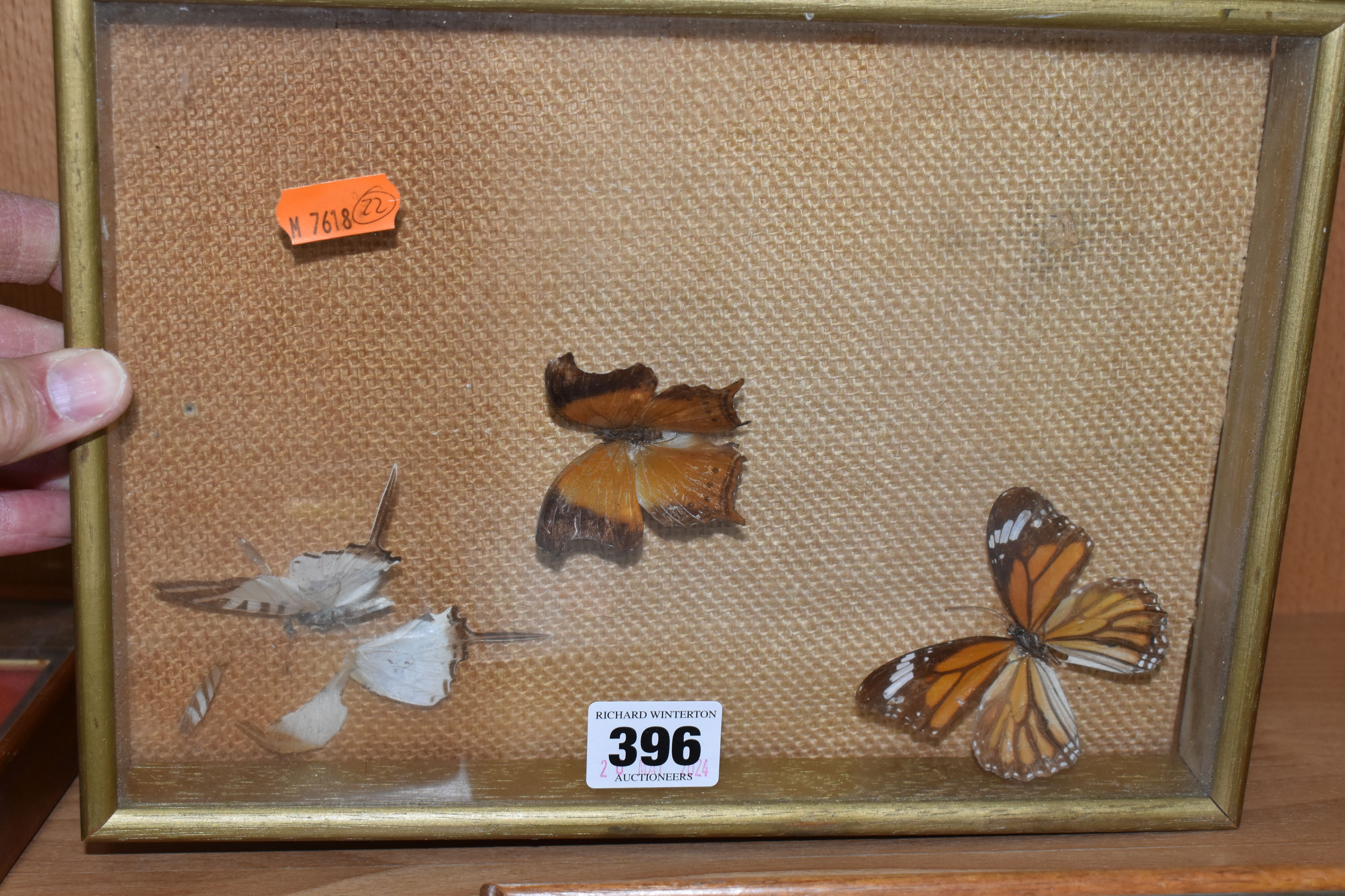 ENTOMOLOGY: five glazed and framed butterfly and moth specimens, largest 27cm x20cm (case and - Bild 4 aus 7