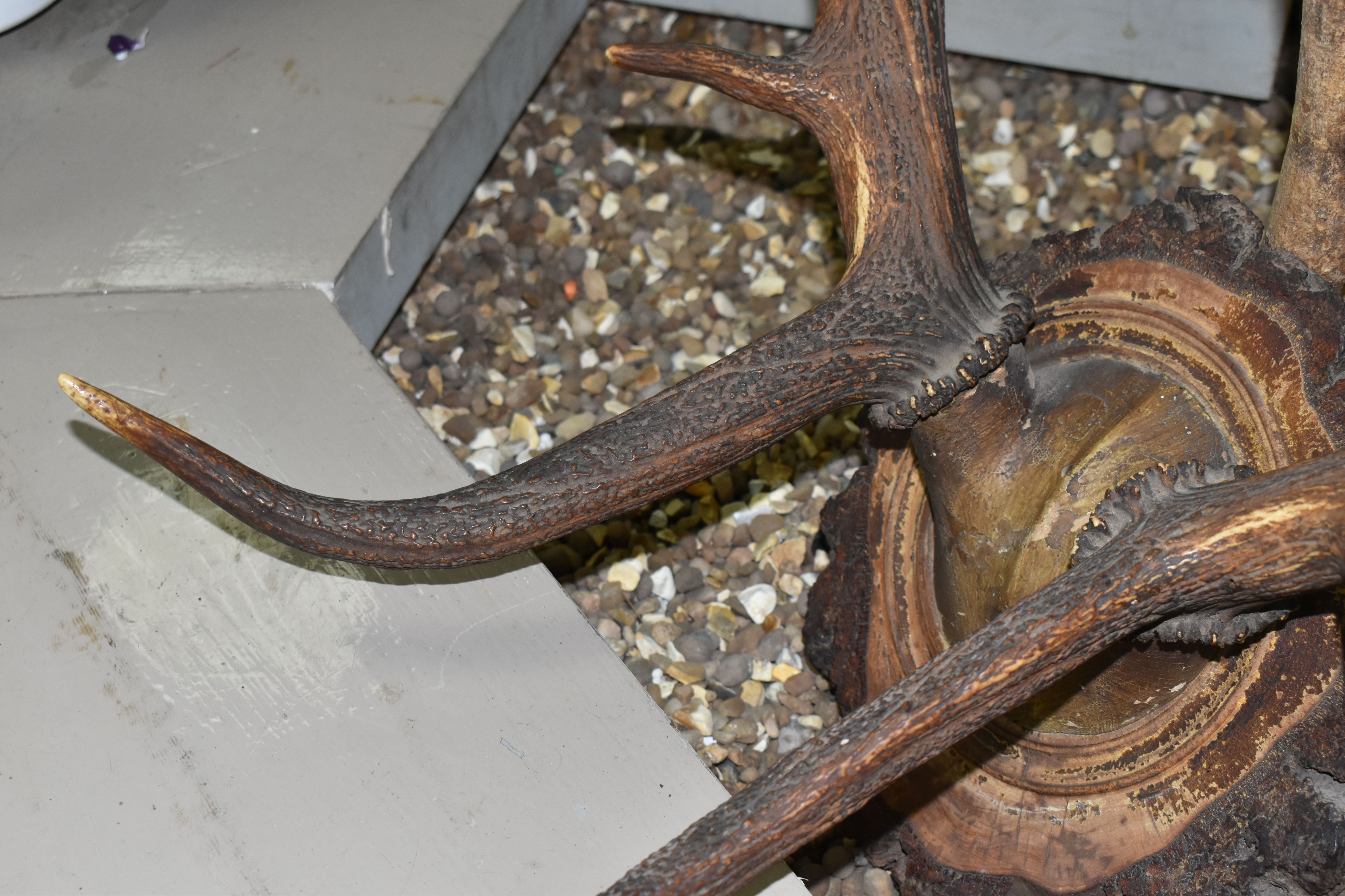 A MOUNTED SET OF RED DEER ANTLERS, mounted on a natural wooden setting, ten points attached to - Bild 5 aus 5