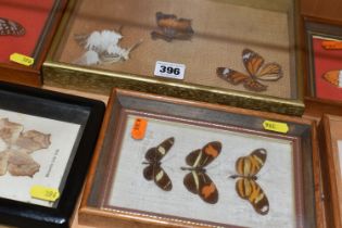 ENTOMOLOGY: five glazed and framed butterfly and moth specimens, largest 27cm x20cm (case and