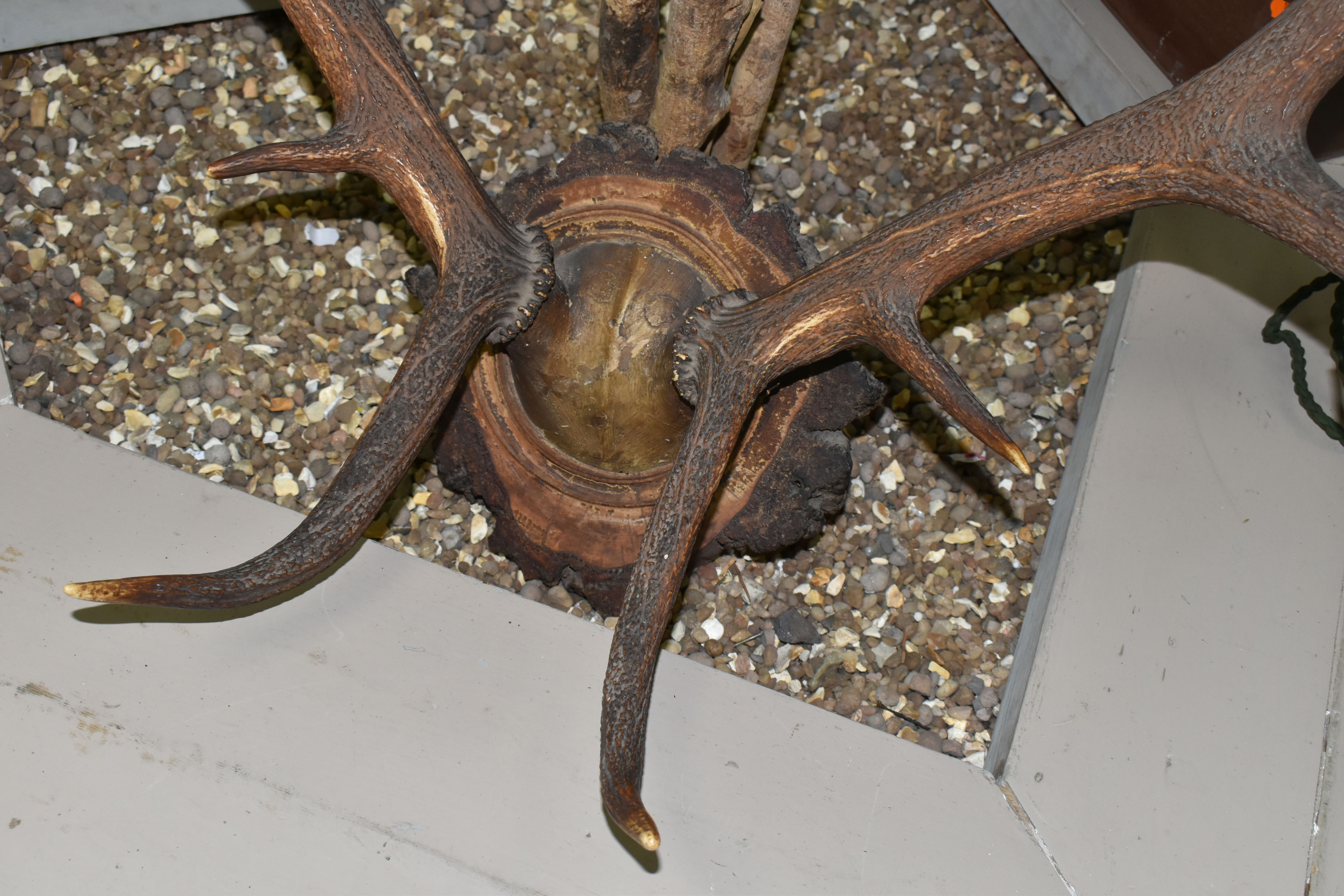 A MOUNTED SET OF RED DEER ANTLERS, mounted on a natural wooden setting, ten points attached to - Image 2 of 5