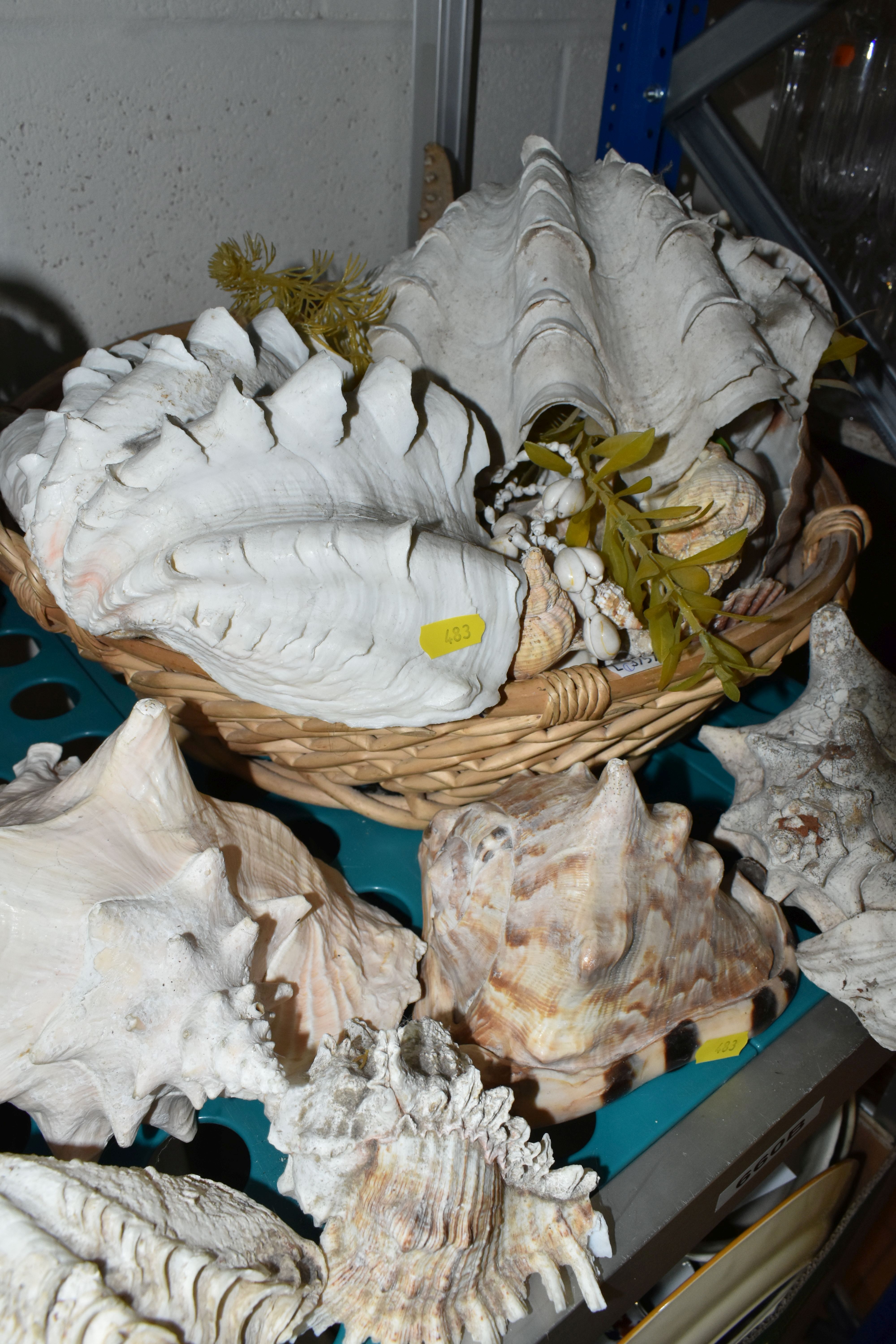 A LARGE QUANTITY OF SEA SHELLS, to include two baskets and one box of large conch shells, star fish, - Bild 3 aus 7