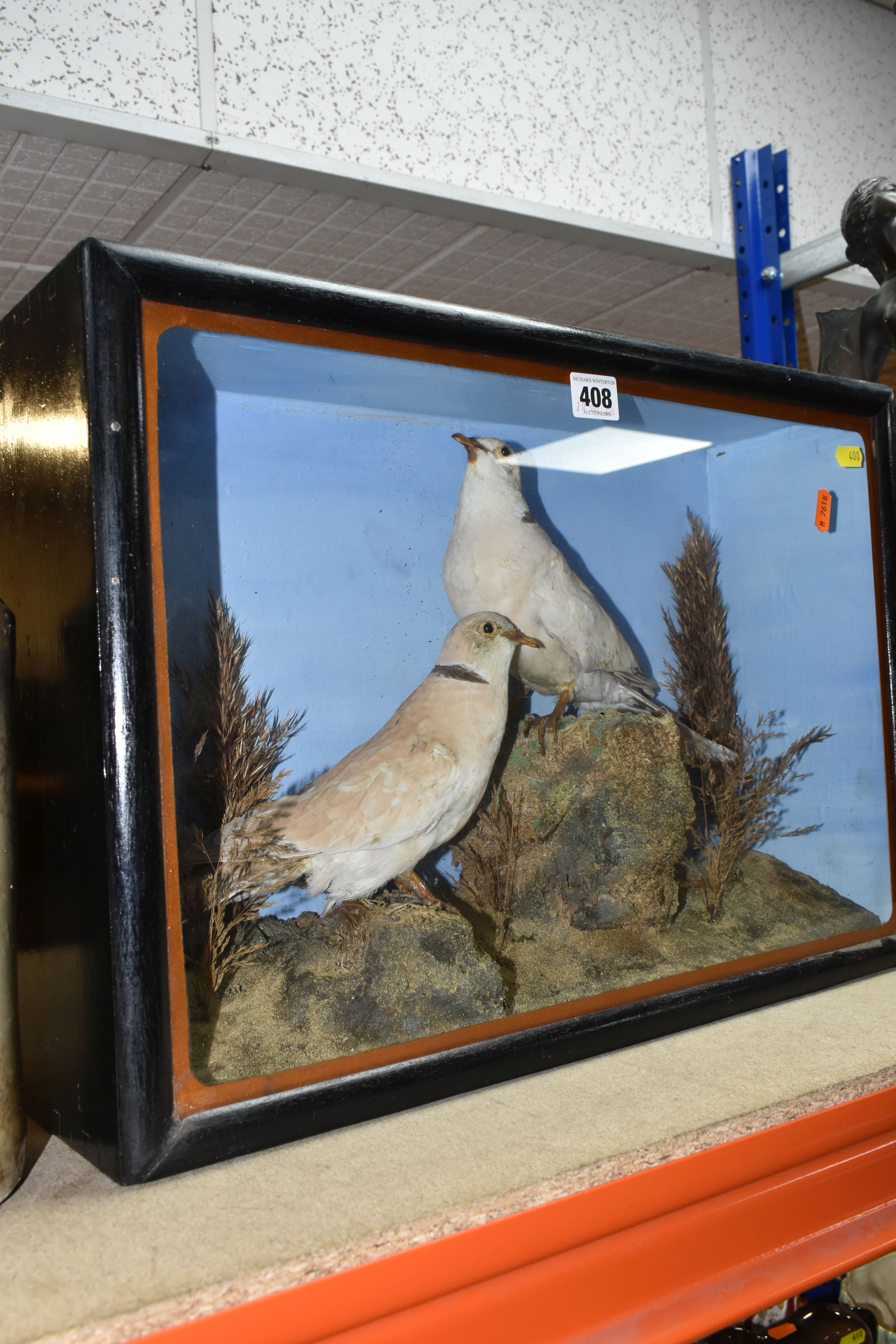 TWO TAXIDERMY DOVES IN A DISPLAY CASE, featuring rock and foliage scene with two ring necked doves - Image 3 of 4