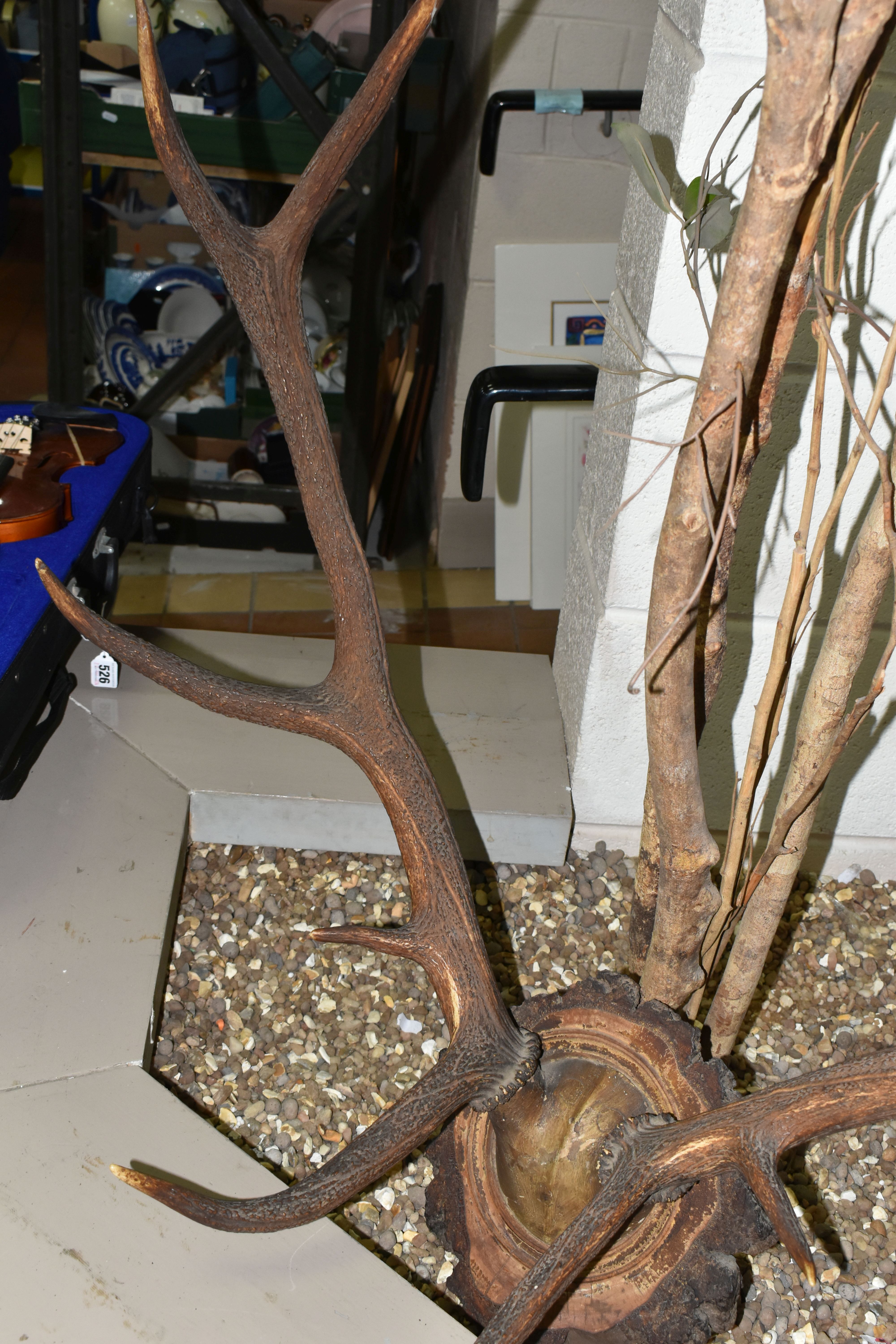 A MOUNTED SET OF RED DEER ANTLERS, mounted on a natural wooden setting, ten points attached to - Image 4 of 5