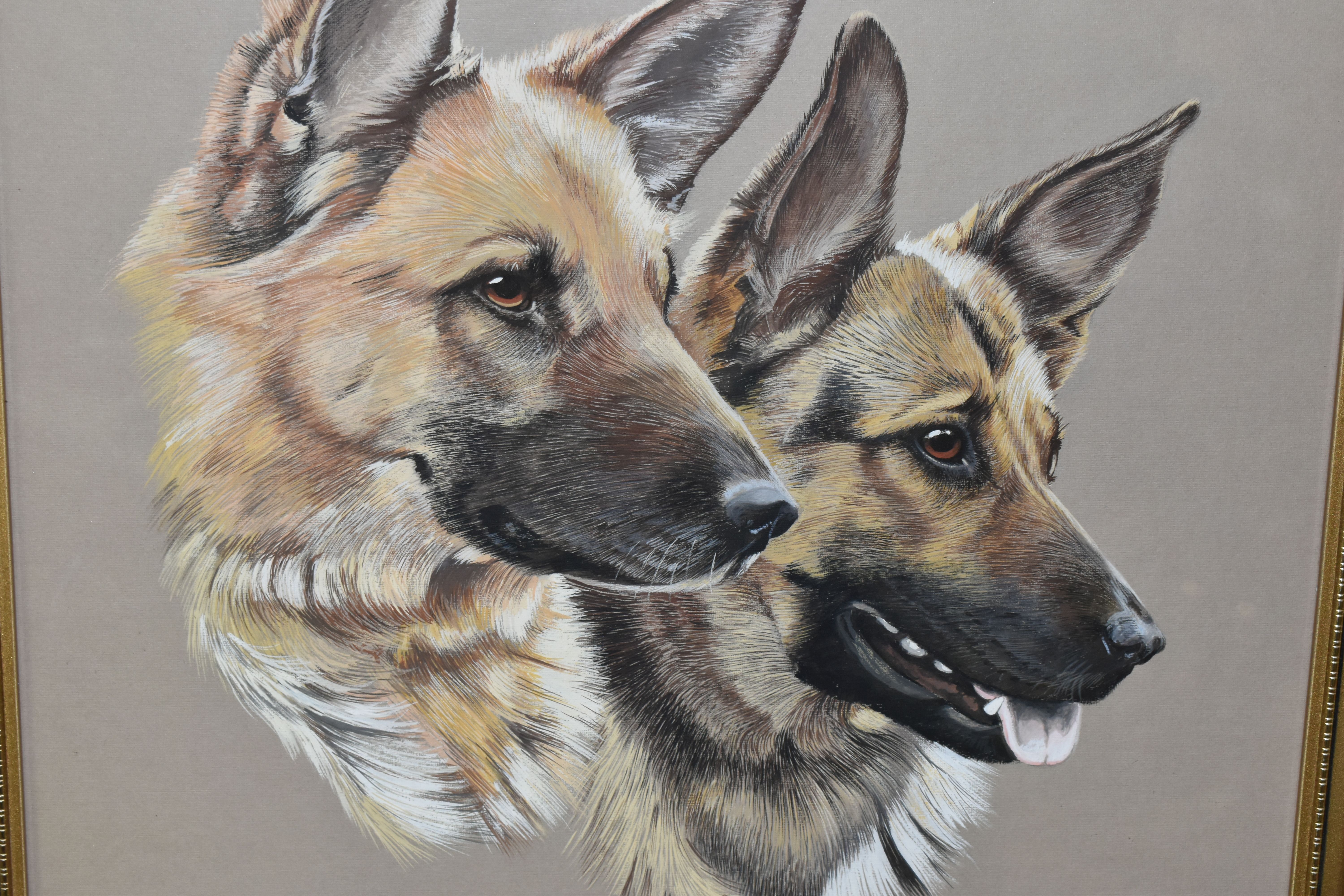 SUE WARNER (CONTEMPORARY) ALSATIANS, portraits of two Alsatians, initialled and dated 1986 bottom - Image 2 of 3