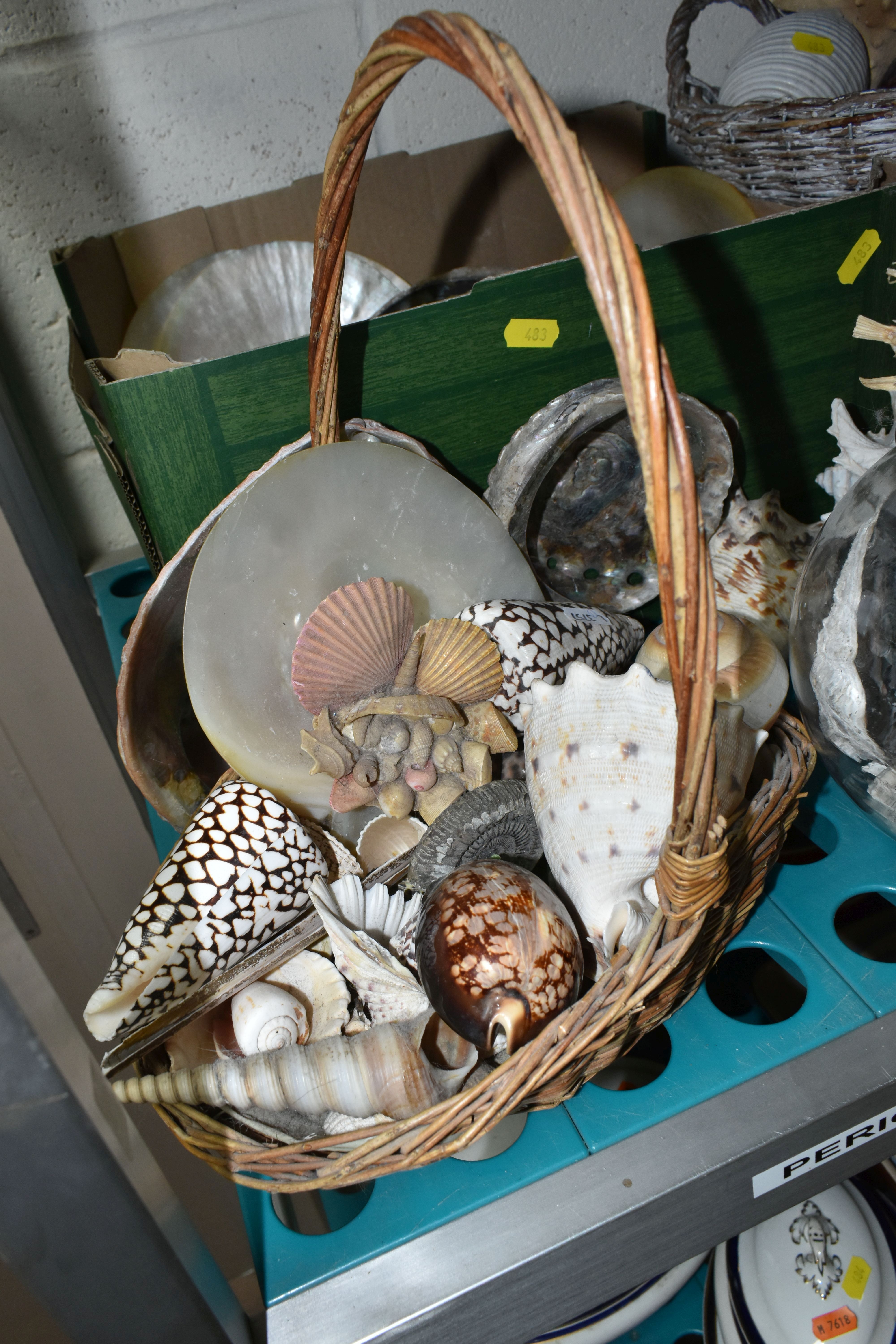 A LARGE QUANTITY OF SEA SHELLS, to include two baskets and one box of large conch shells, star fish, - Bild 4 aus 7