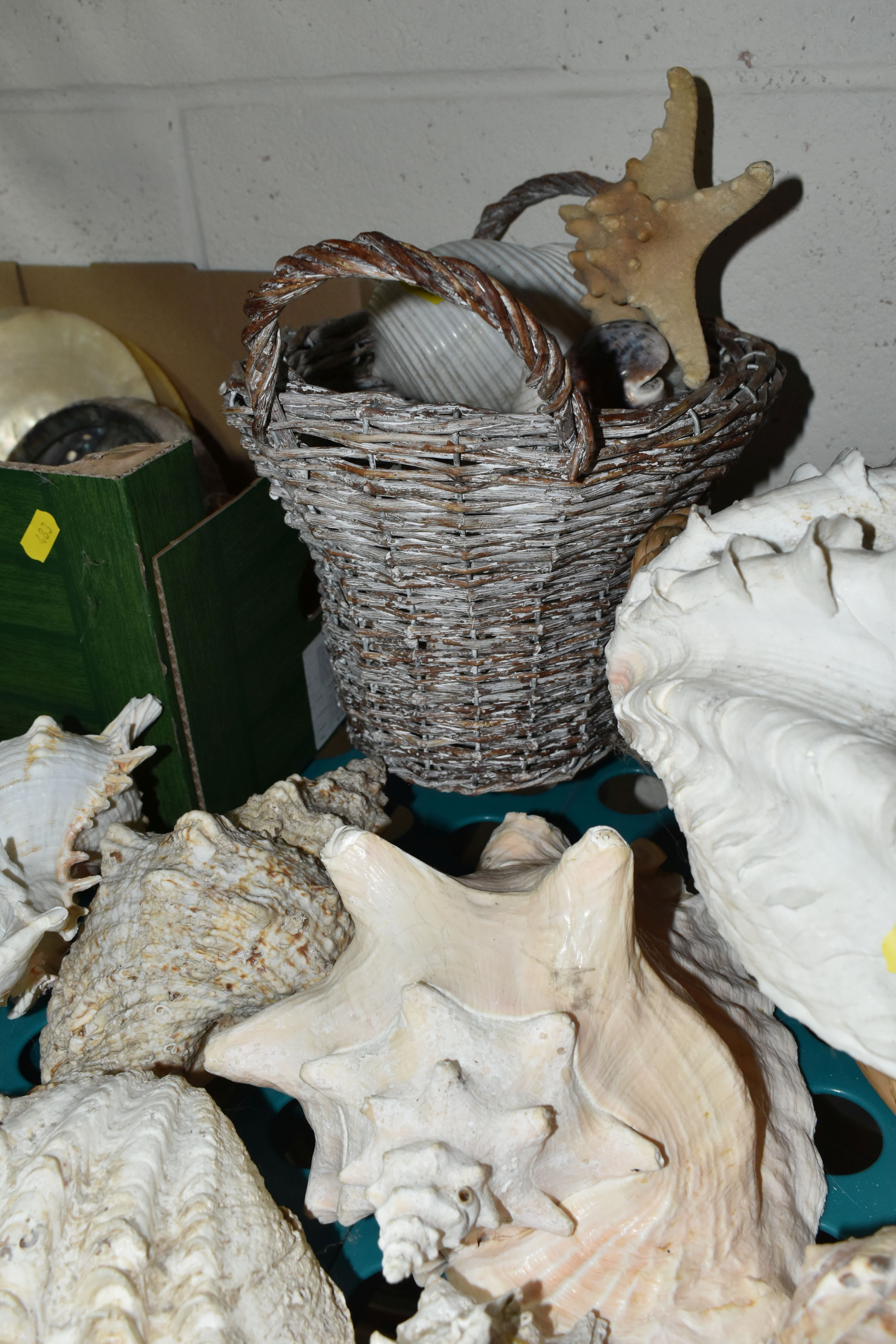 A LARGE QUANTITY OF SEA SHELLS, to include two baskets and one box of large conch shells, star fish, - Bild 6 aus 7