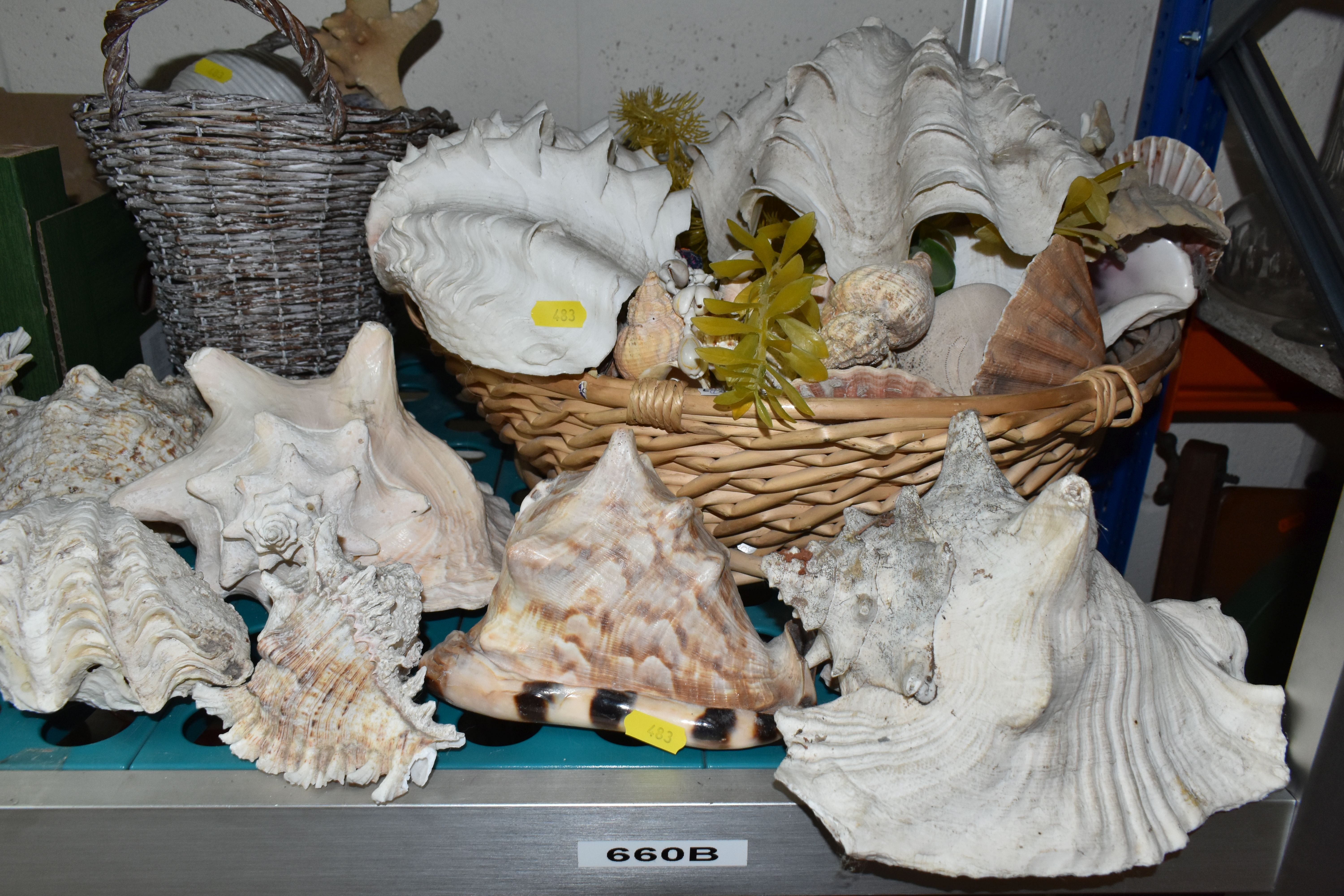 A LARGE QUANTITY OF SEA SHELLS, to include two baskets and one box of large conch shells, star fish, - Bild 2 aus 7