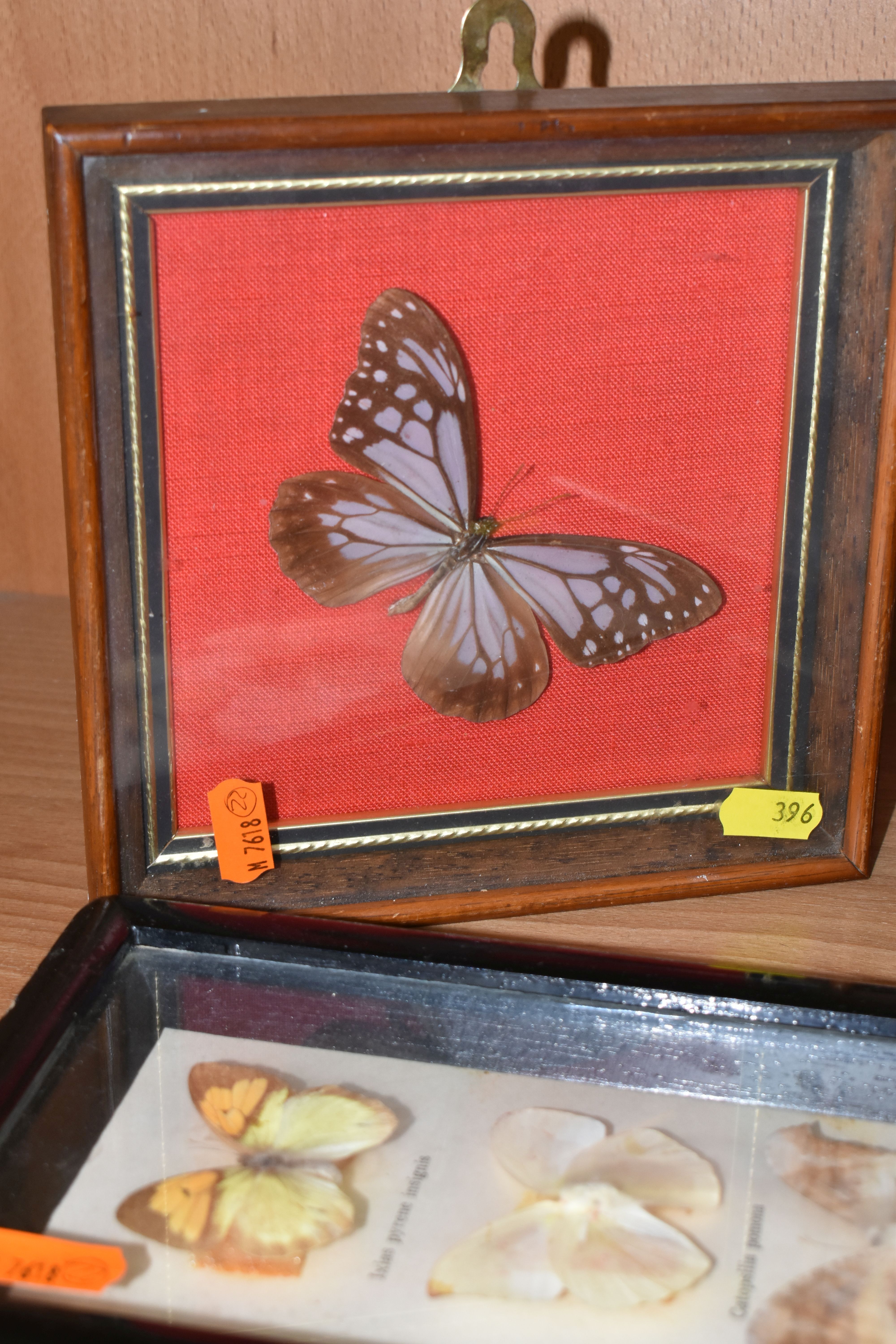 ENTOMOLOGY: five glazed and framed butterfly and moth specimens, largest 27cm x20cm (case and - Bild 2 aus 7