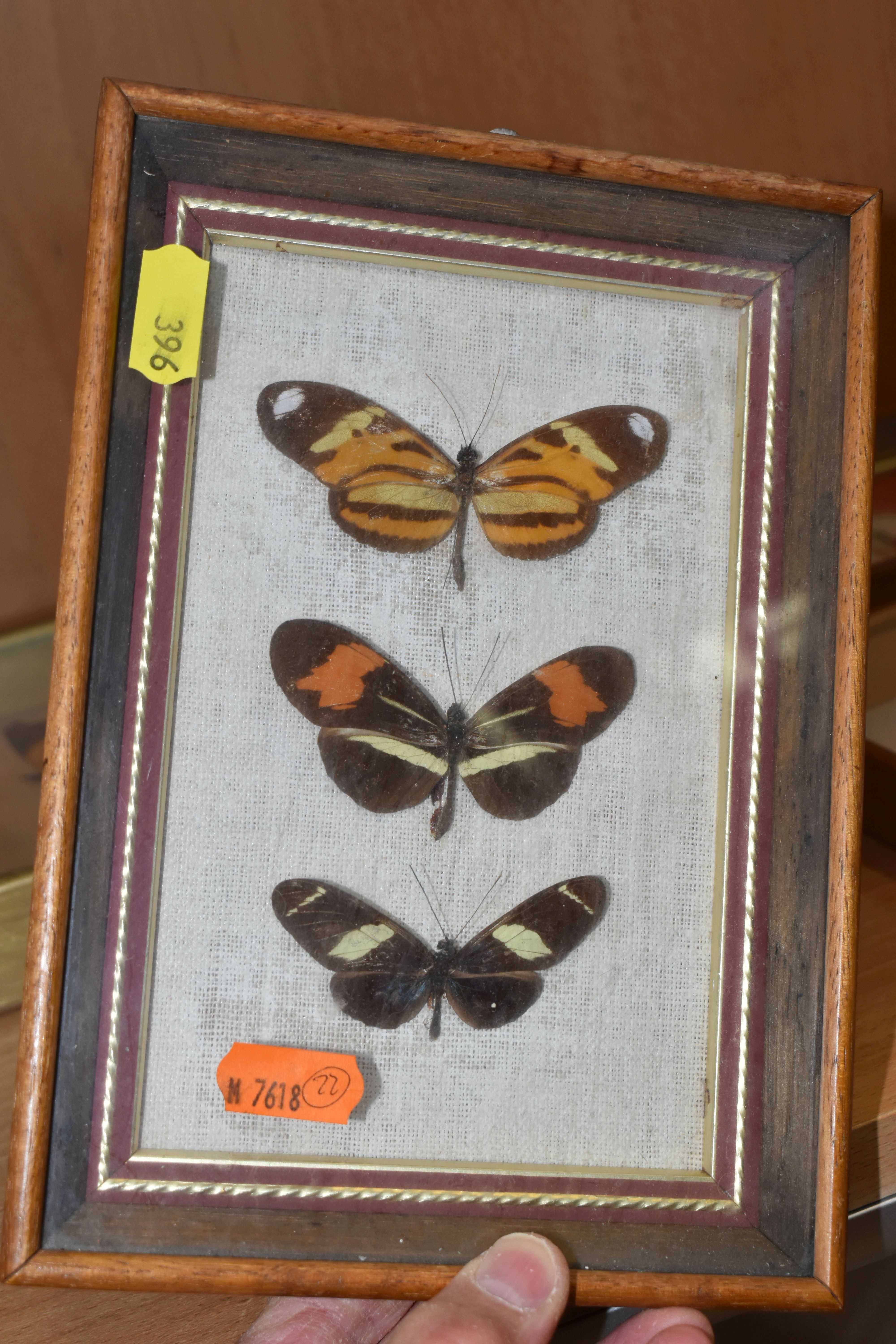 ENTOMOLOGY: five glazed and framed butterfly and moth specimens, largest 27cm x20cm (case and - Bild 6 aus 7