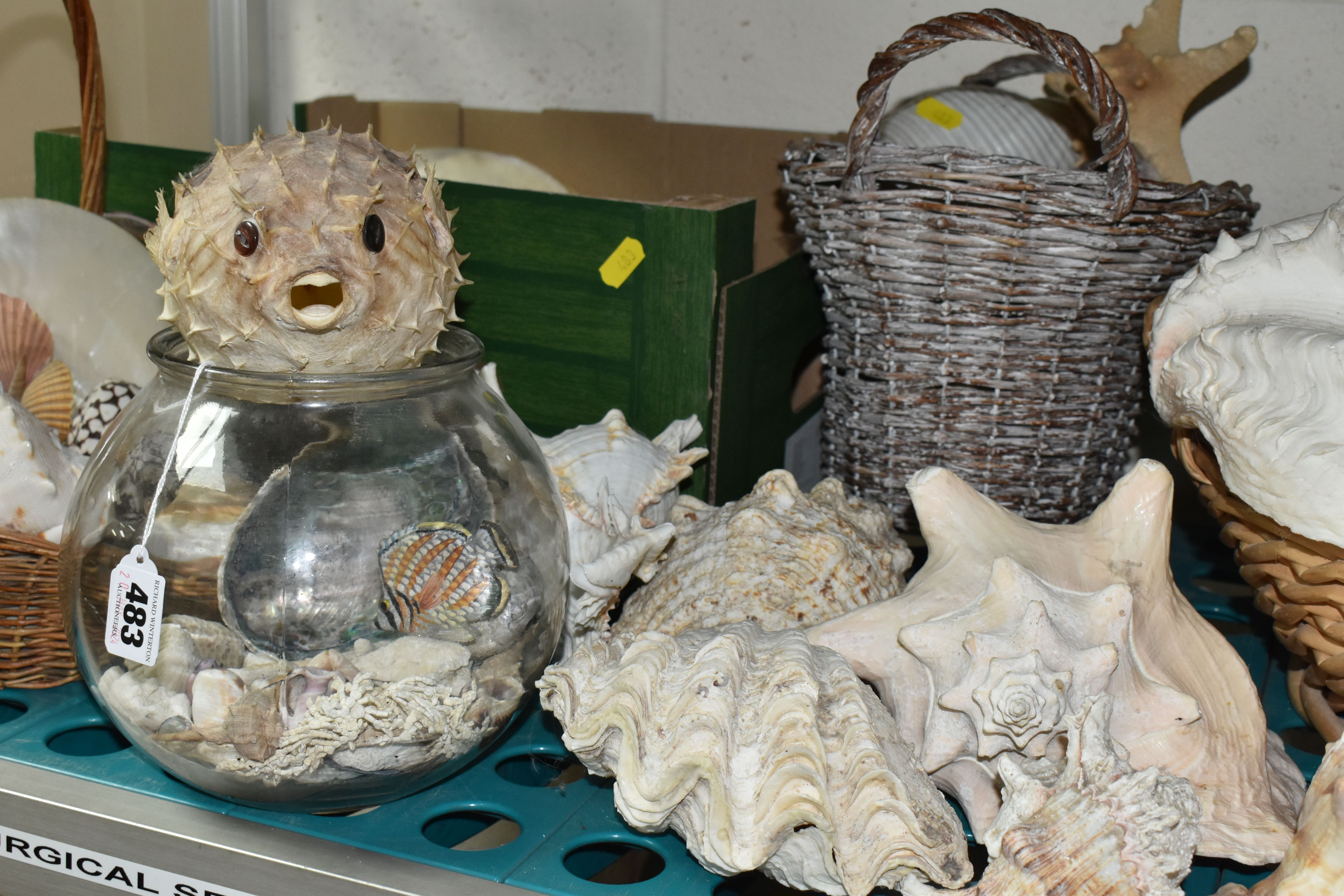 A LARGE QUANTITY OF SEA SHELLS, to include two baskets and one box of large conch shells, star fish, - Bild 7 aus 7