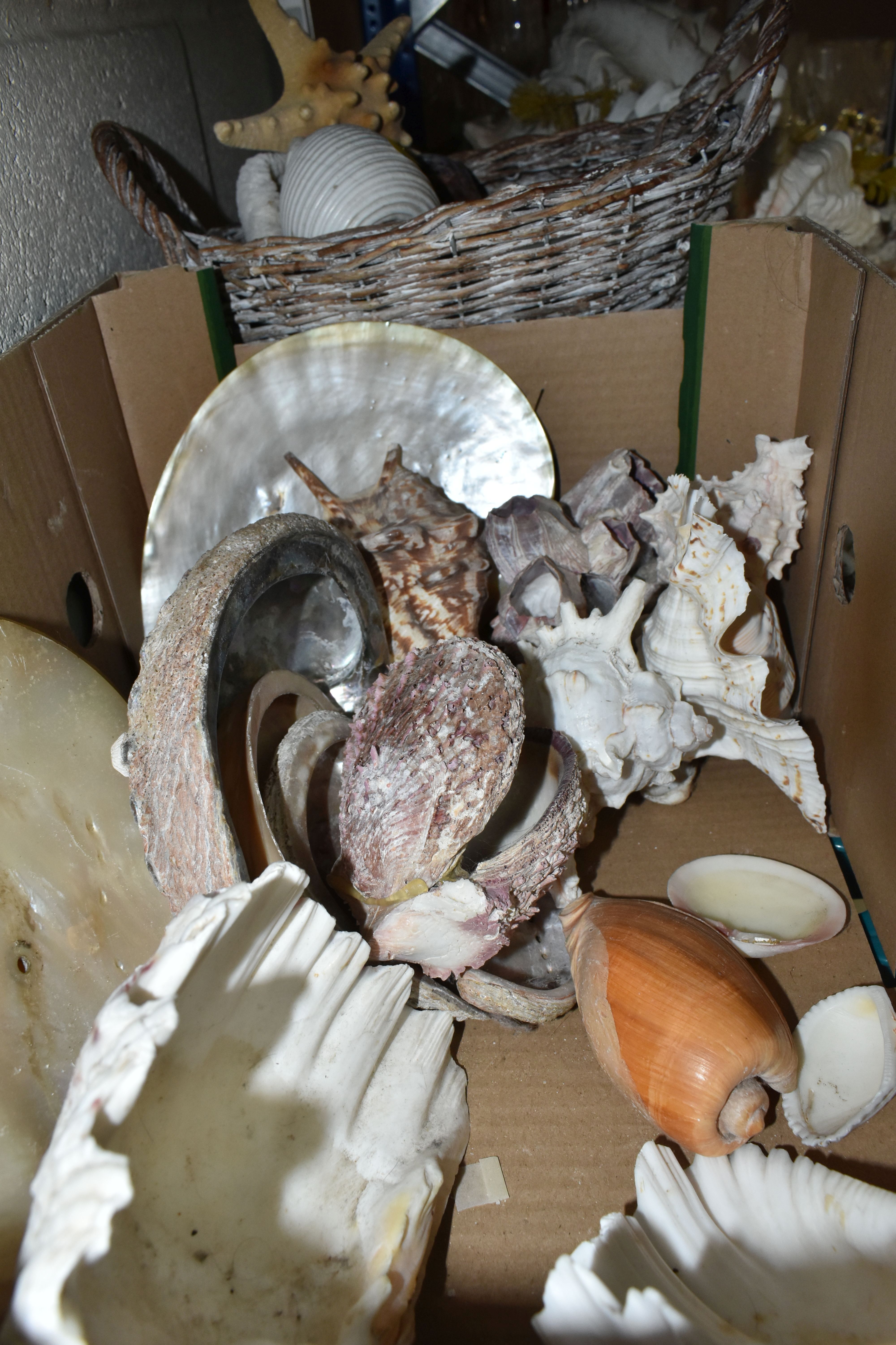 A LARGE QUANTITY OF SEA SHELLS, to include two baskets and one box of large conch shells, star fish, - Bild 5 aus 7