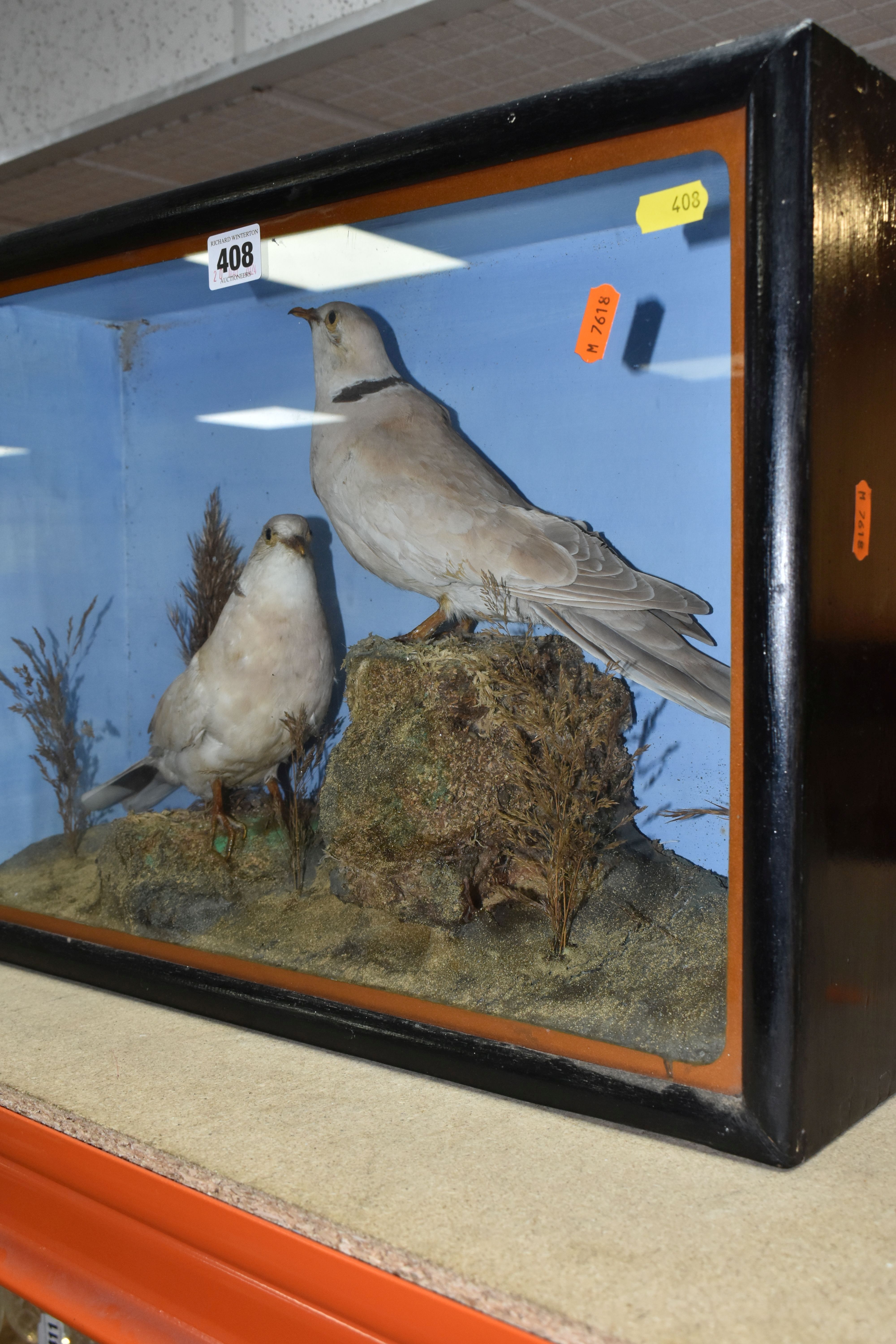 TWO TAXIDERMY DOVES IN A DISPLAY CASE, featuring rock and foliage scene with two ring necked doves - Image 4 of 4