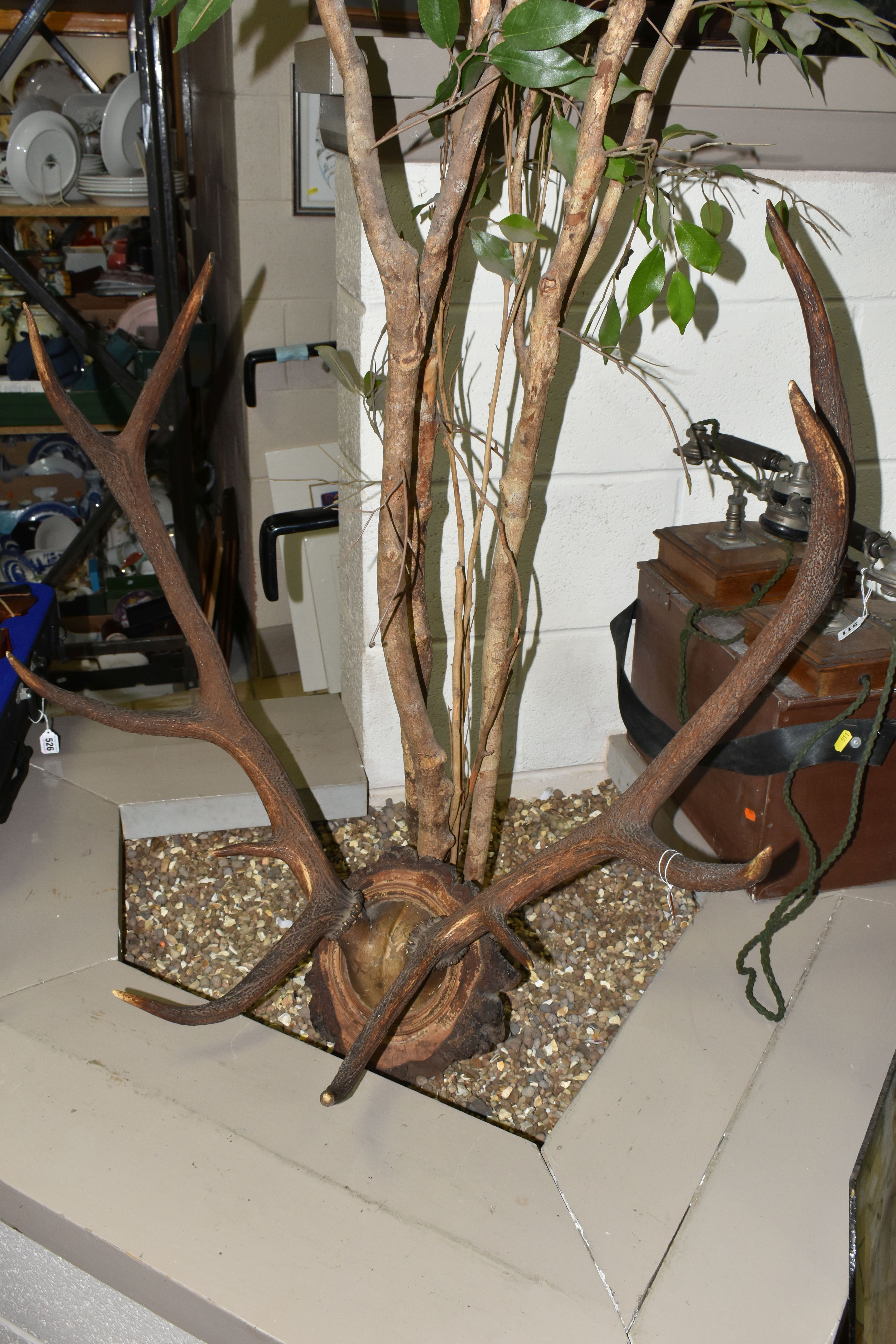 A MOUNTED SET OF RED DEER ANTLERS, mounted on a natural wooden setting, ten points attached to