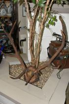 A MOUNTED SET OF RED DEER ANTLERS, mounted on a natural wooden setting, ten points attached to