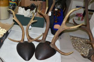 MOUNTED ANTLERS, the two larger antlers with four points each, the smaller ones having three
