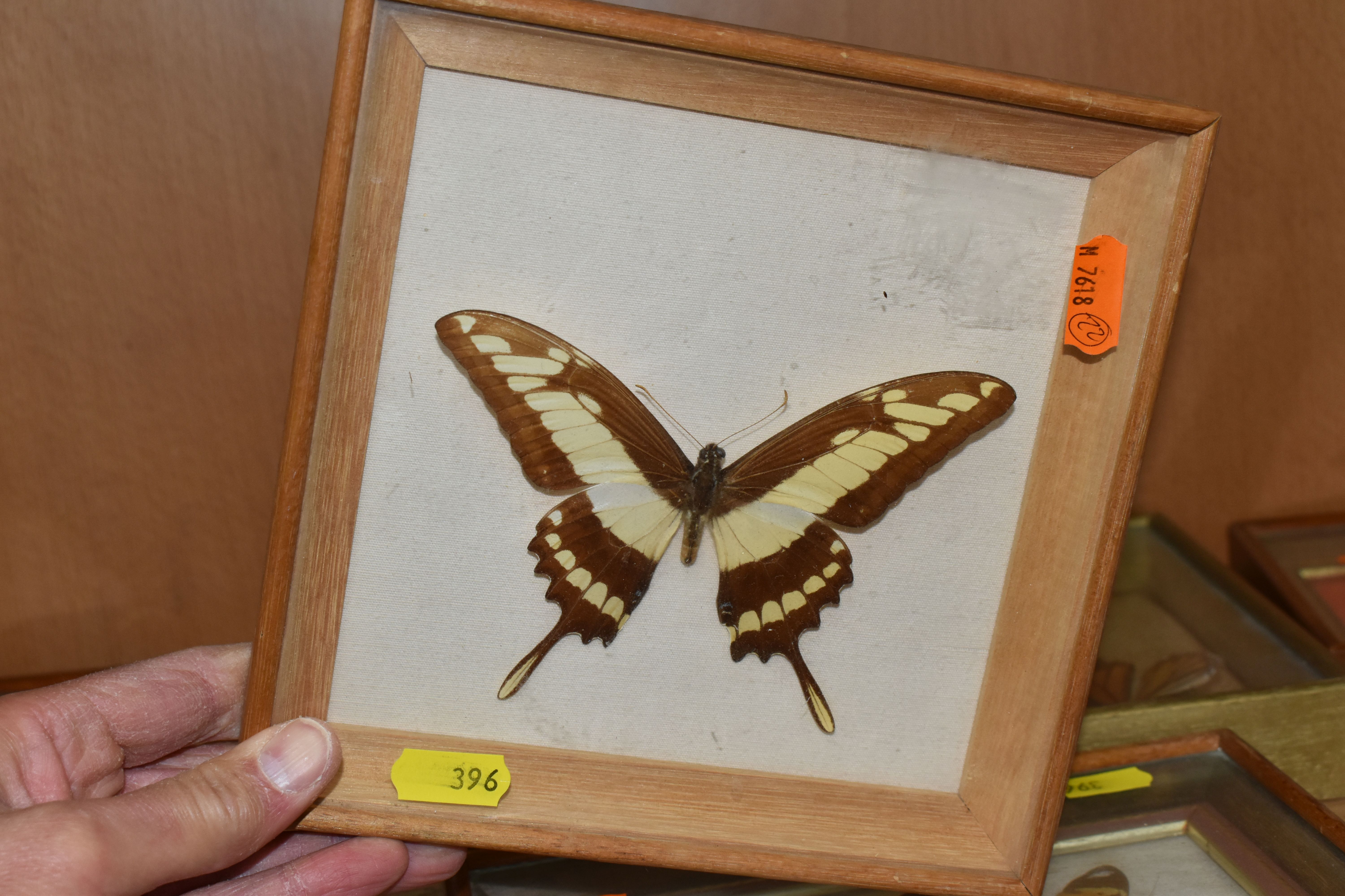 ENTOMOLOGY: five glazed and framed butterfly and moth specimens, largest 27cm x20cm (case and - Bild 7 aus 7