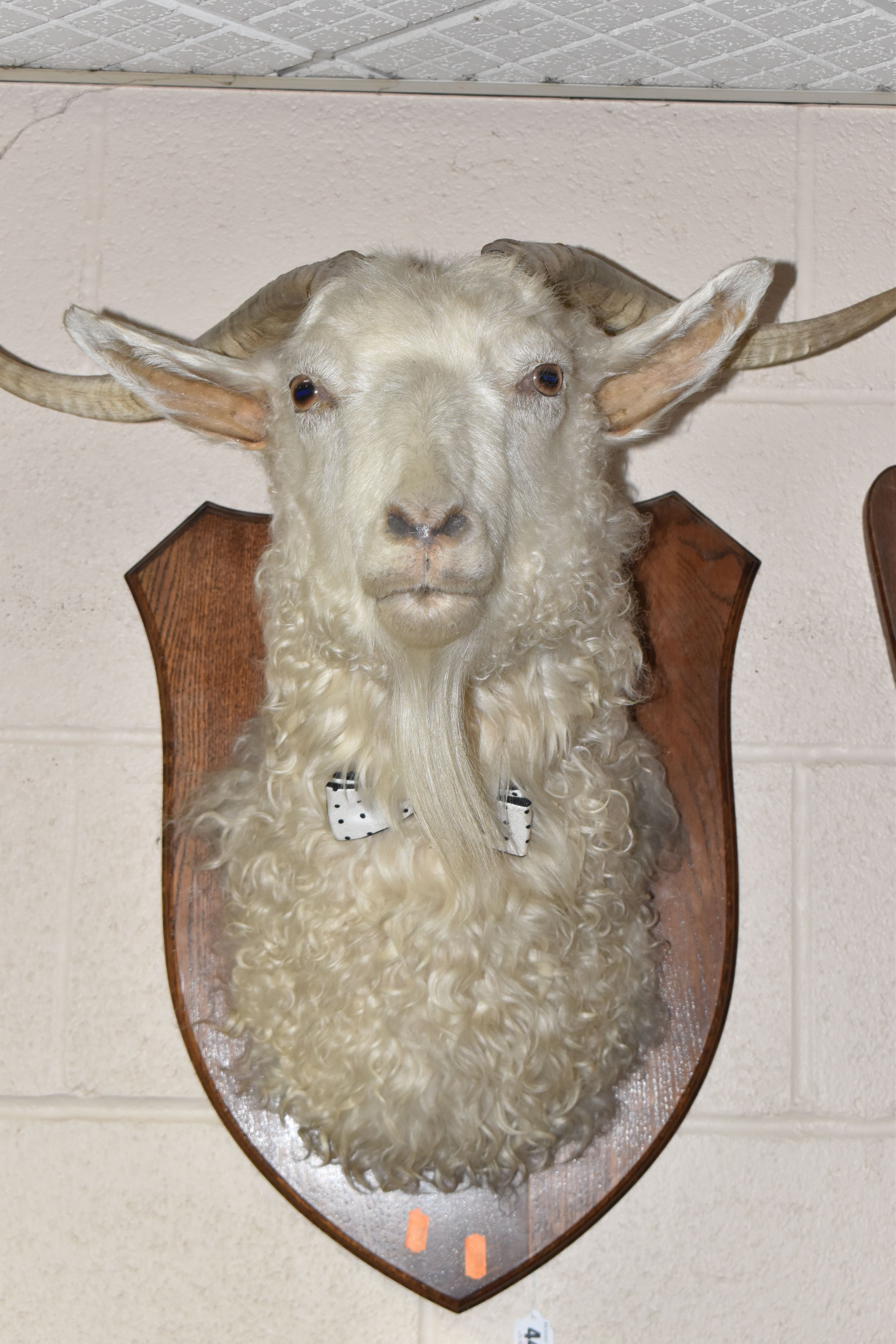 A MOUNTED TAXIDERMY HORNED ANGORA GOAT HEAD on a shield, wearing a bow tie, height 48cm x width 38cm