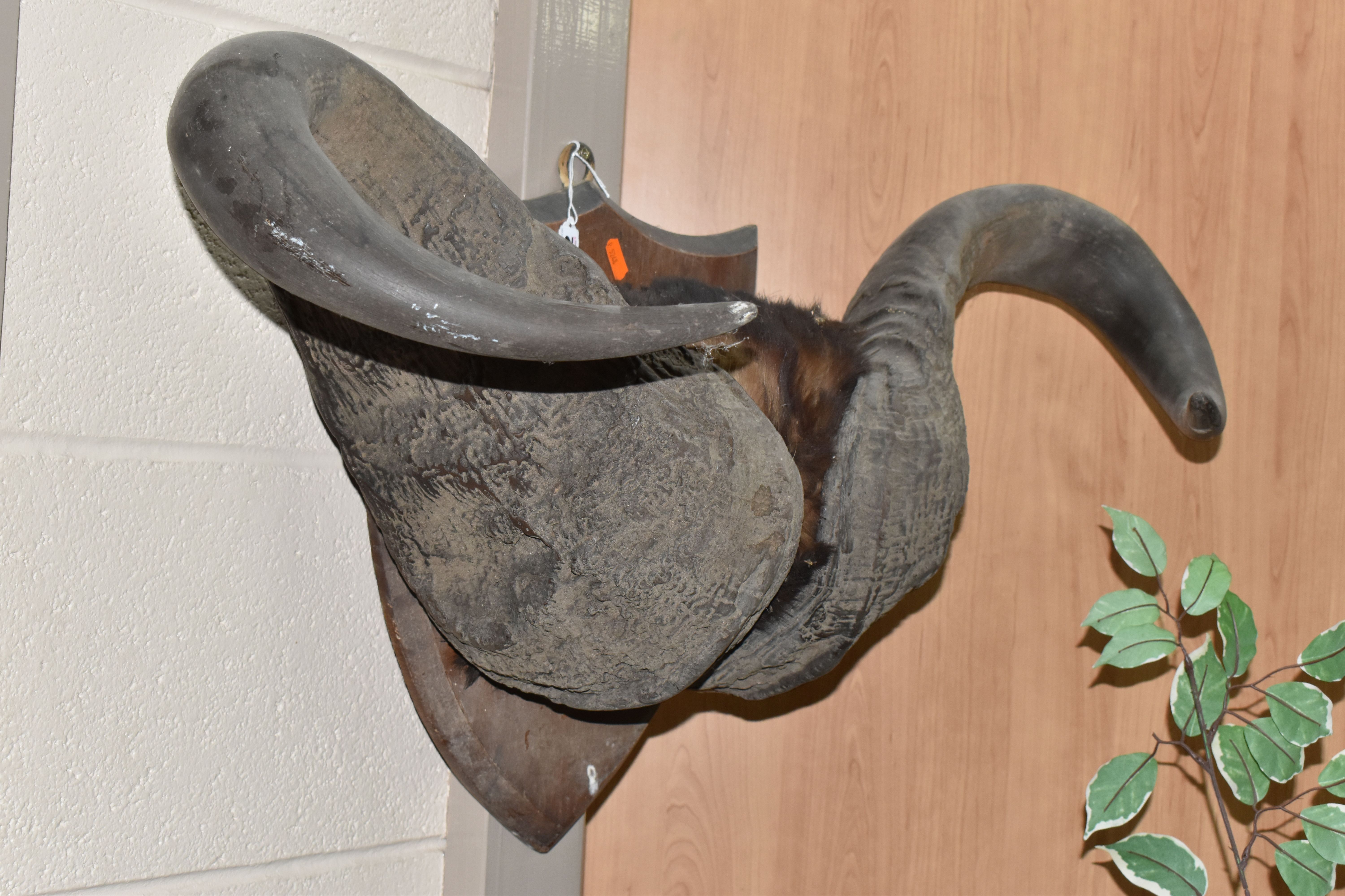 A PAIR OF MOUNTED TAXIDERMY WATER BUFFALO HORNS on a wooden shield, approximately height 37cm x - Image 2 of 3