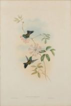 John Gould and Henry Constantine Richter,  British 1804-1881 and British 1821-1902-  Illustratio...