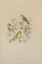 John Gould and Henry Constantine Richter,  British 1804-1881 and British 1821-1902-  Illustratio...