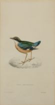 Elizabeth Gould,  British 1804-1841-  Pitta Brachyura (Indian Pitta); and Lanius Erythropterus (...