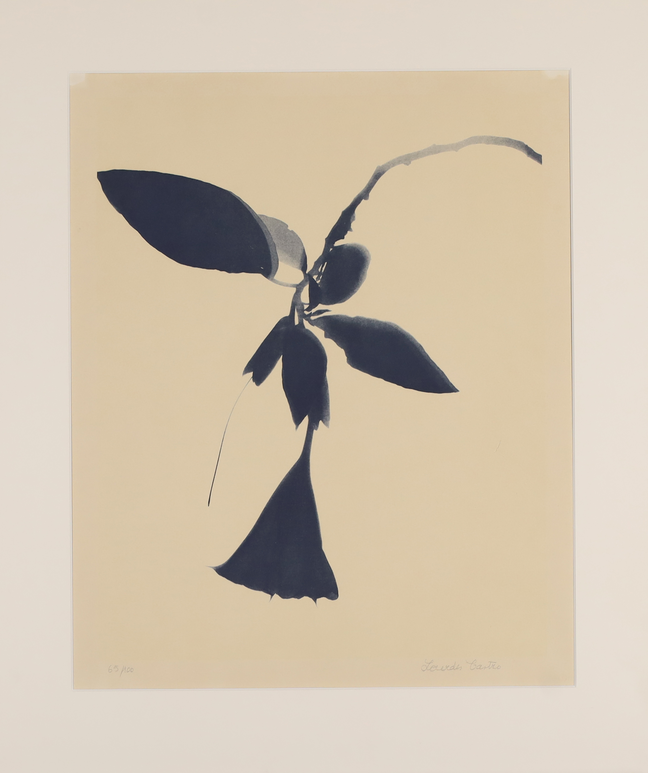 Lourdès Castro,  Portuguese 1930-2022 -  Datura;  lithograph on paper, signed and editioned 65/... - Image 2 of 2