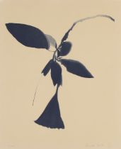 Lourdès Castro,  Portuguese 1930-2022 -  Datura;  lithograph on paper, signed and editioned 65/...