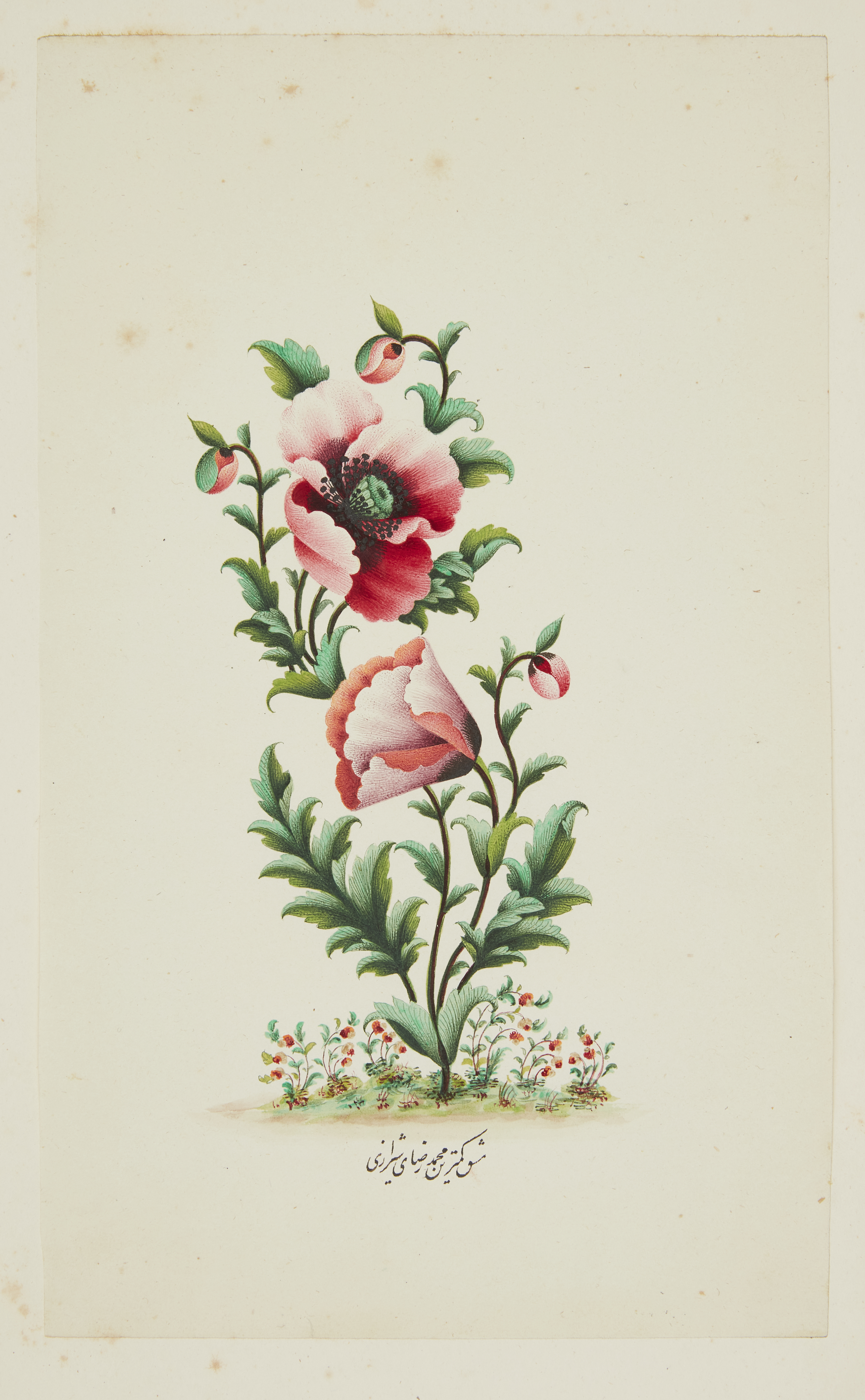 Property from an Important Private Collection Two polychrome studies of flowers : a lily and of ... - Image 2 of 2
