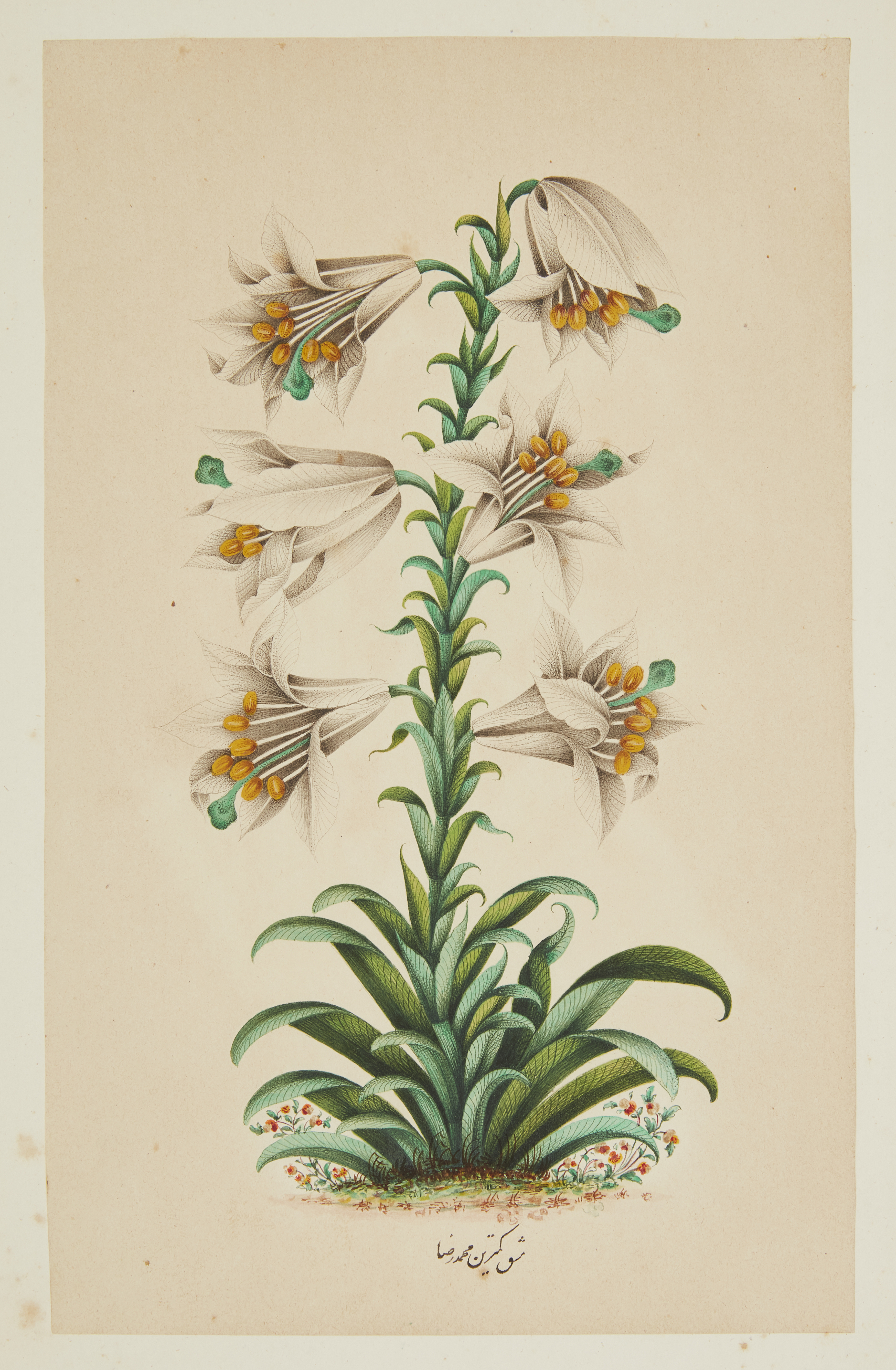 Property from an Important Private Collection Two polychrome studies of flowers : a lily and of ...