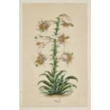 Property from an Important Private Collection Two polychrome studies of flowers : a lily and of ...