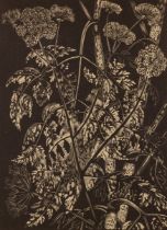 John Nash CBE RA,  British 1893-1977,  Hemlock (from William Dallimore, Poisonous Plants, London...